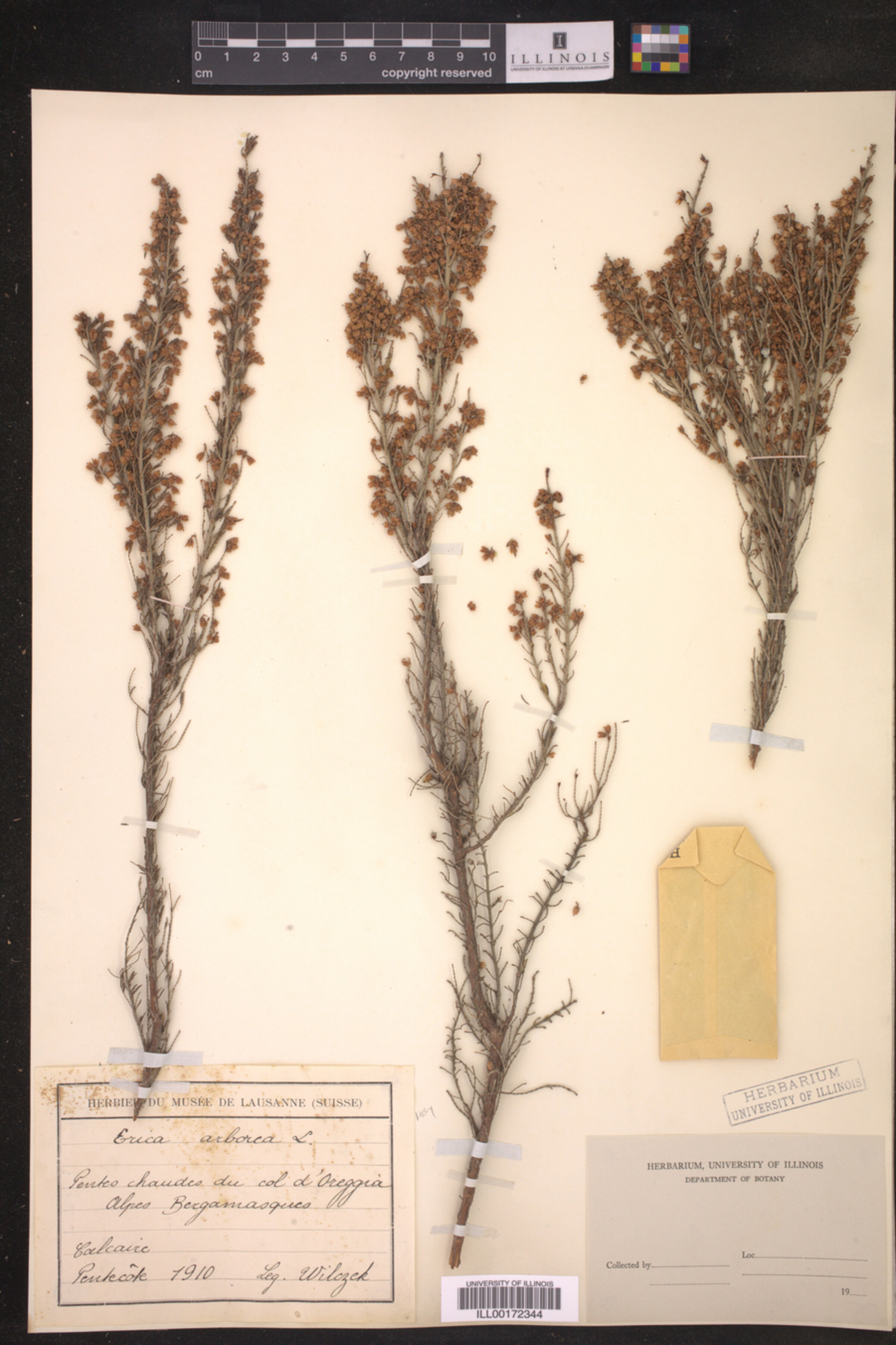 Erica arborea image