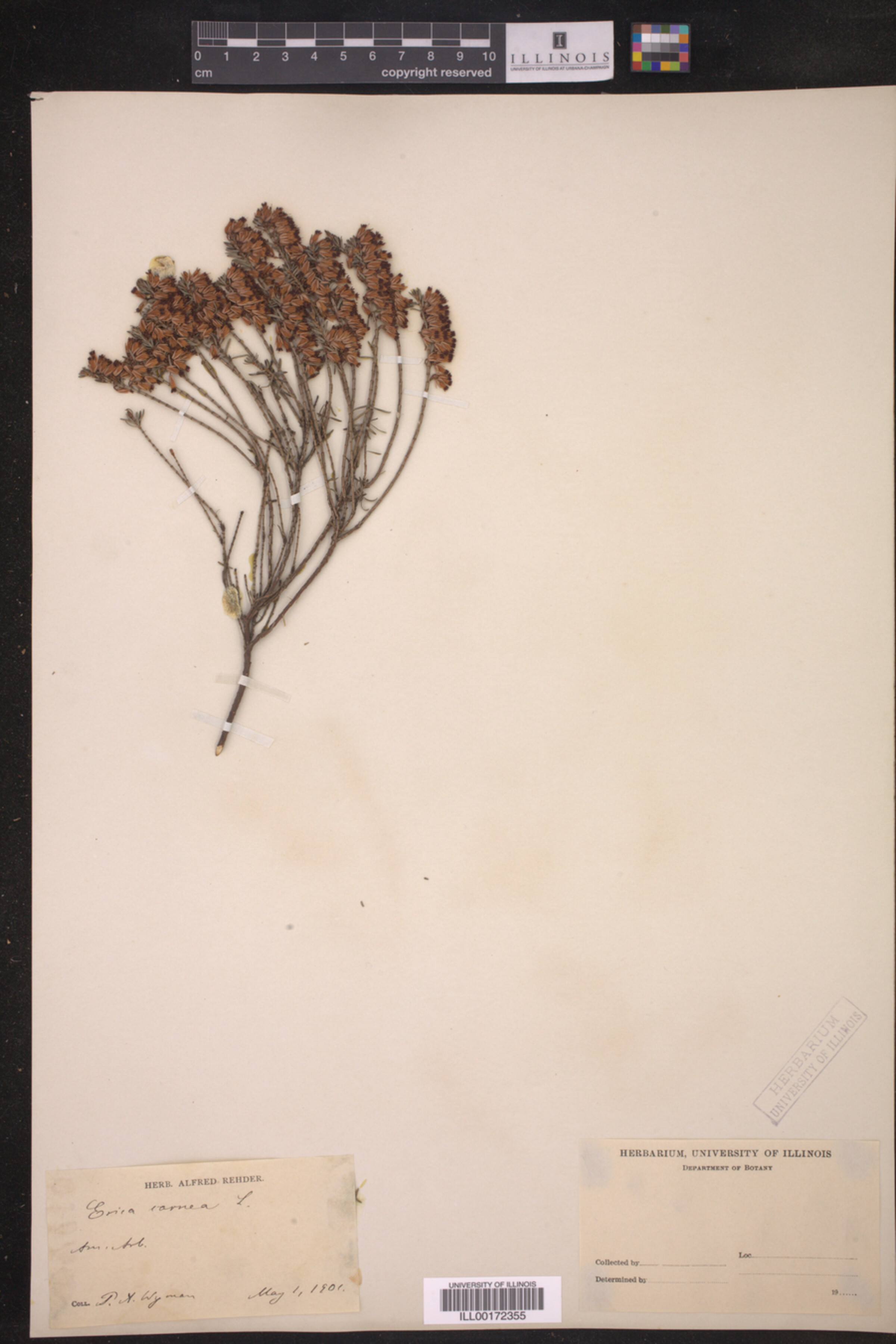 Erica carnea image