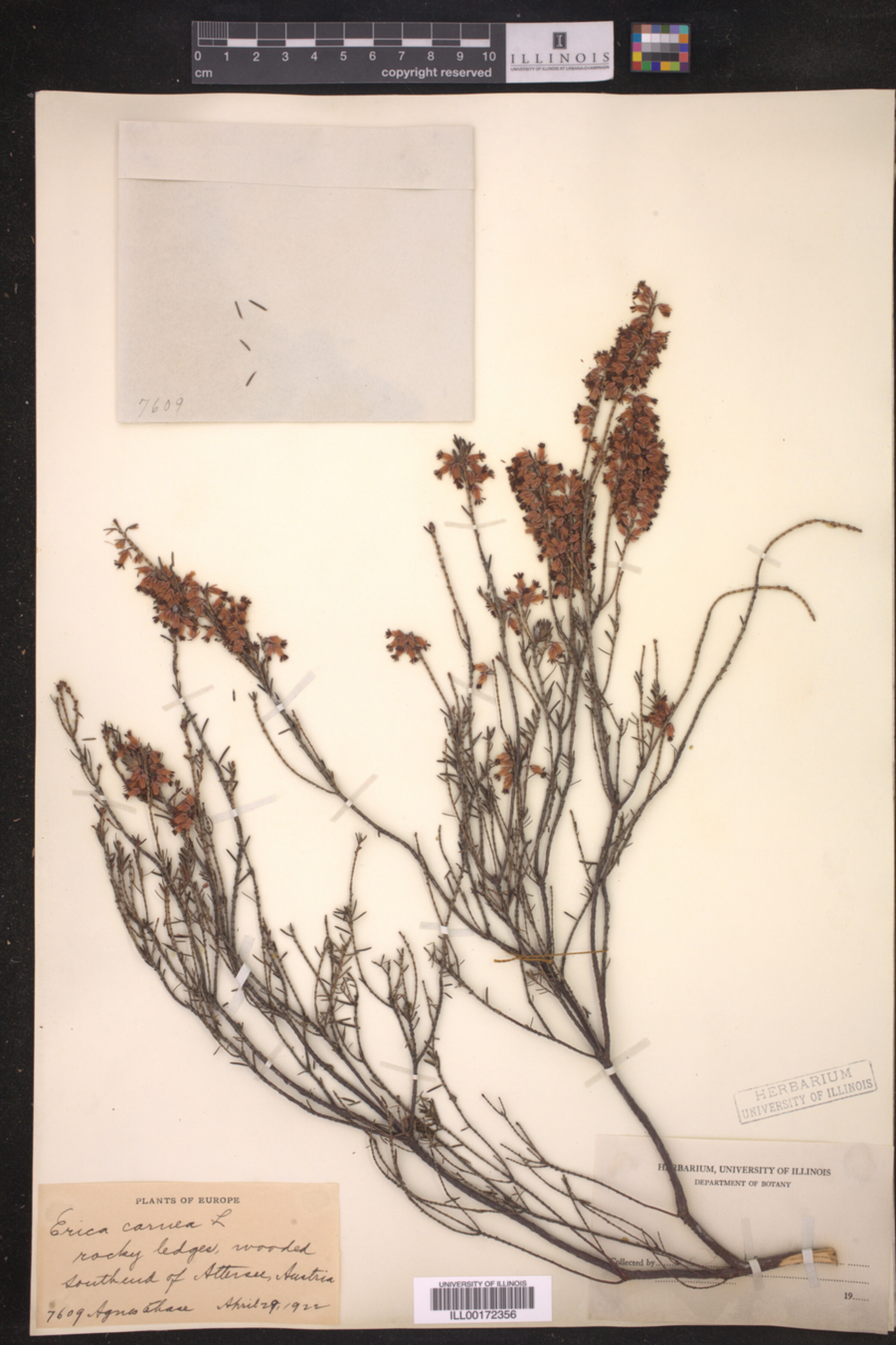 Erica carnea image