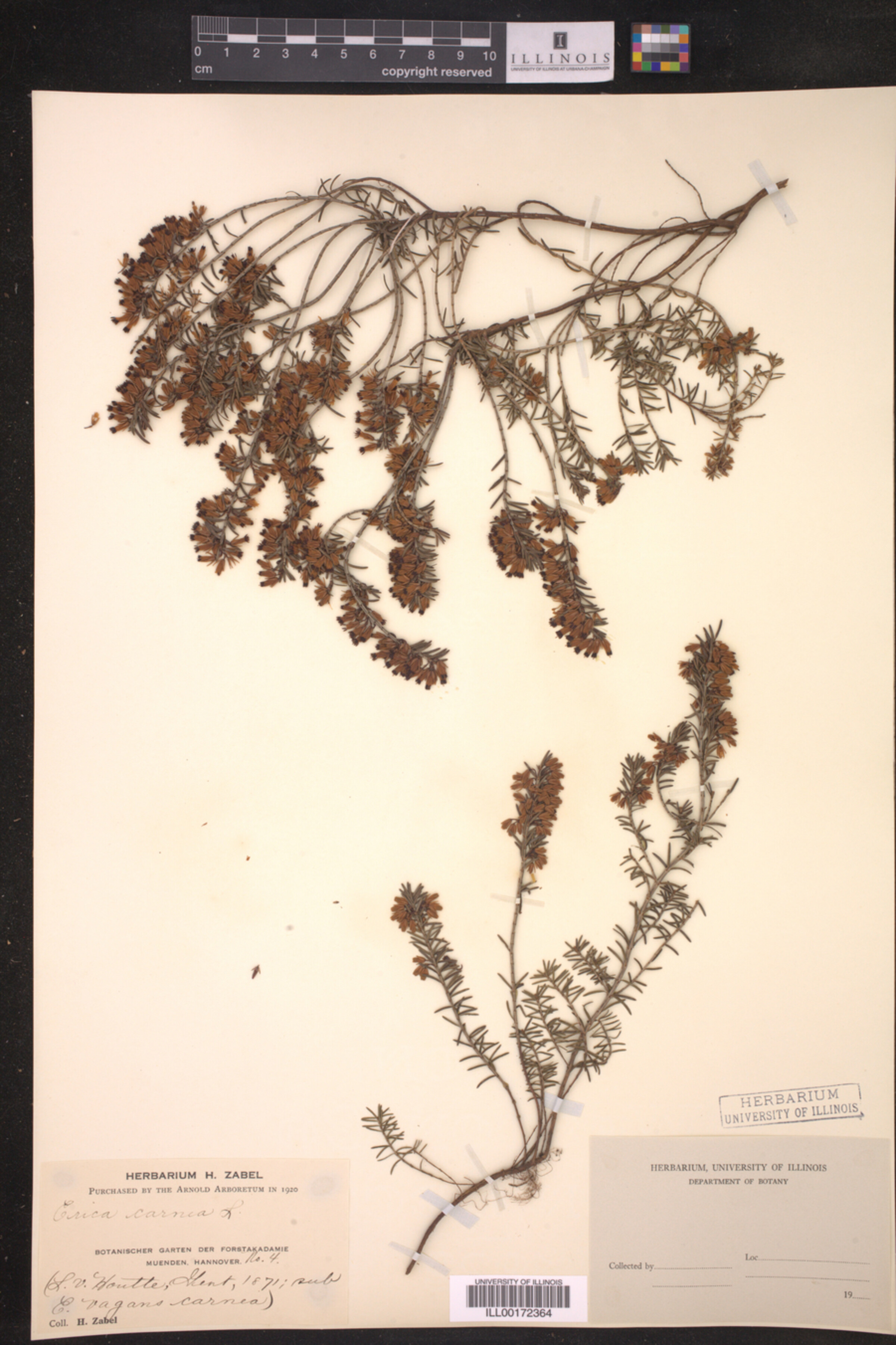 Erica carnea image