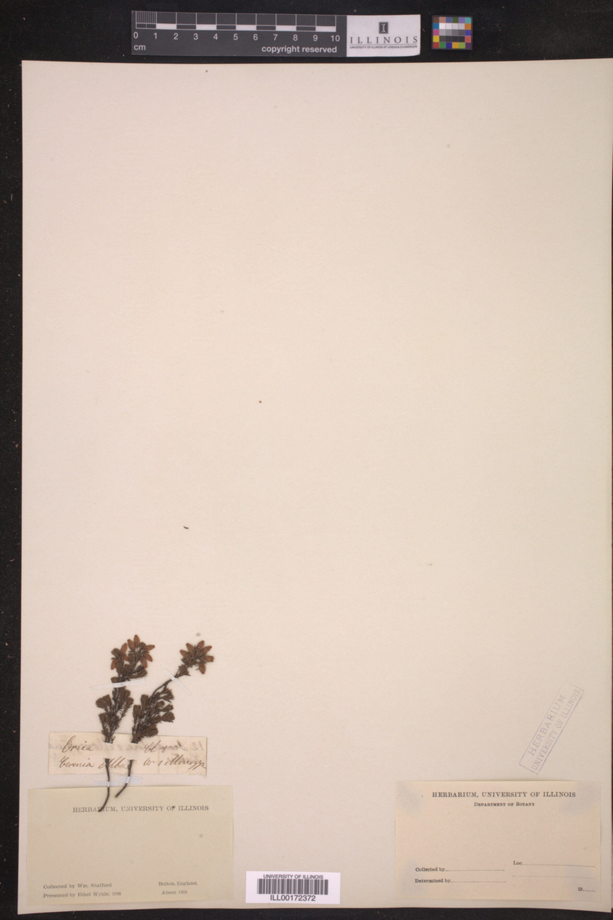 Erica ceraria image
