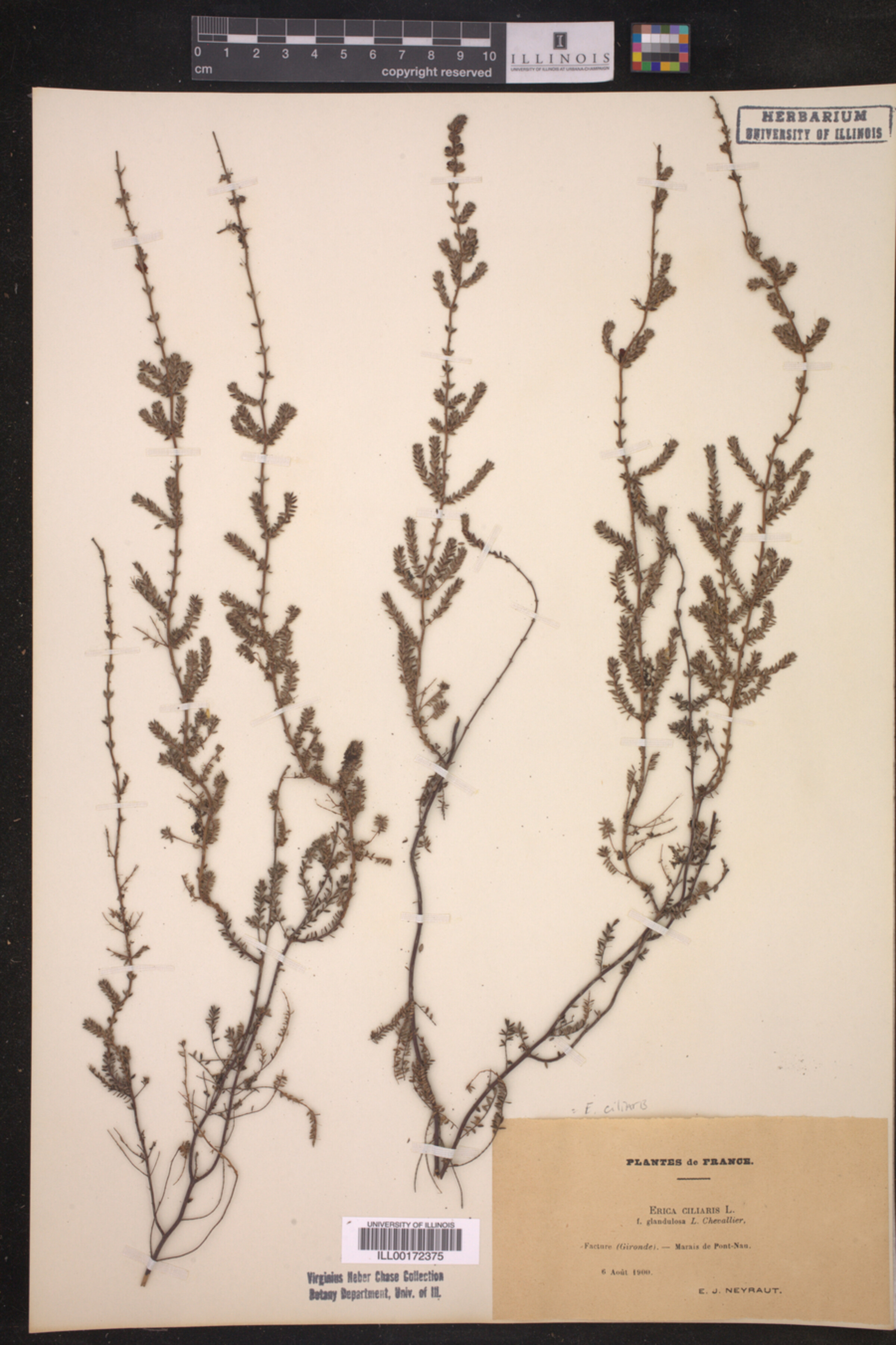 Erica ciliaris image