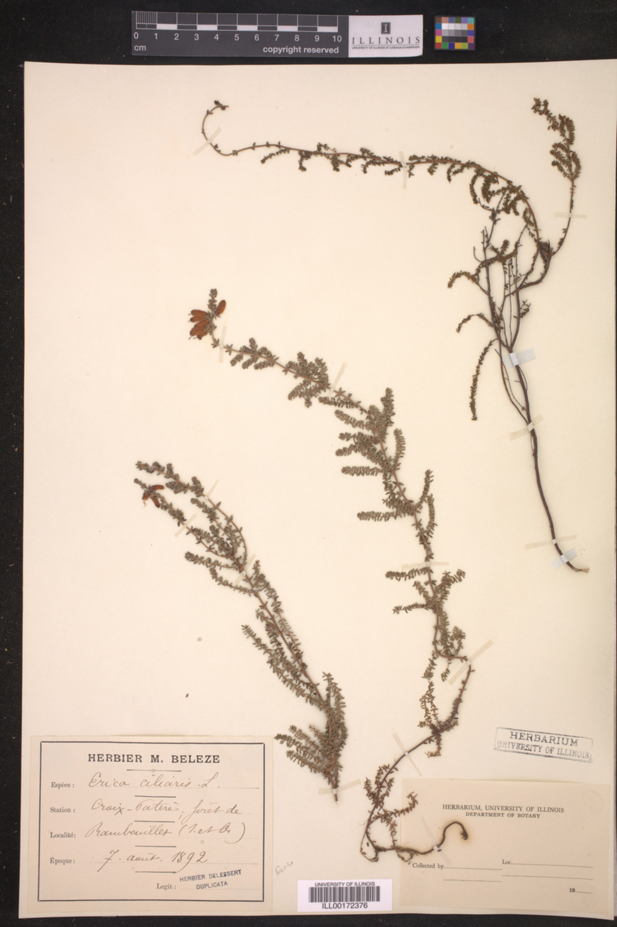Erica ciliaris image