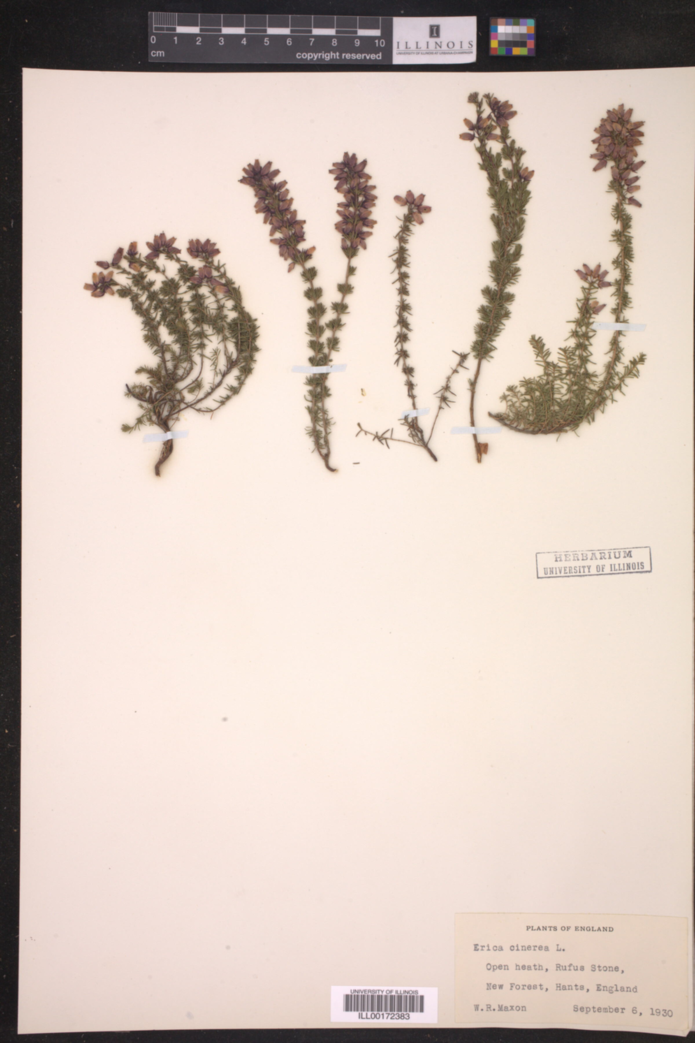 Erica cinerea image