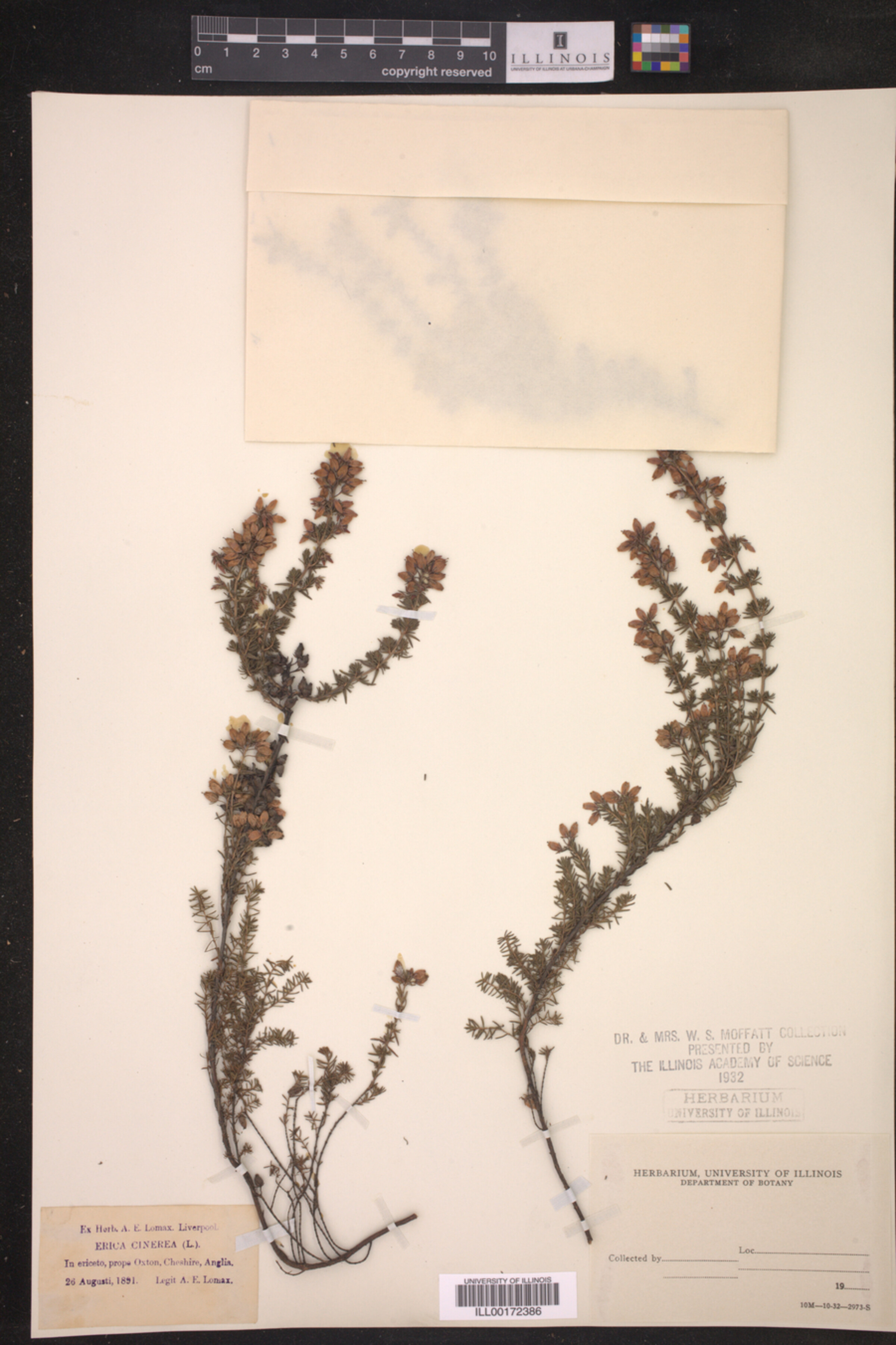 Erica cinerea image