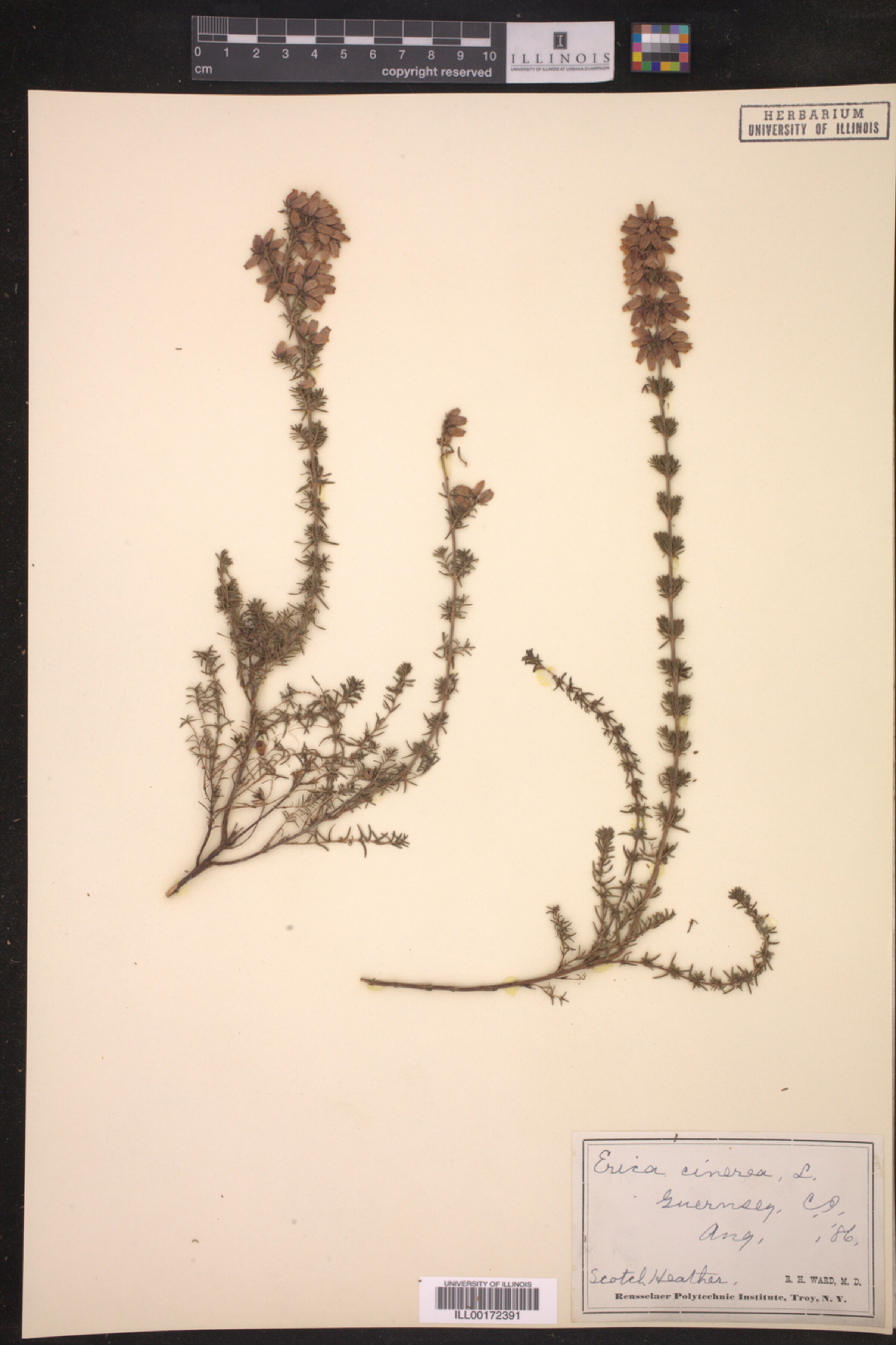 Erica cinerea image