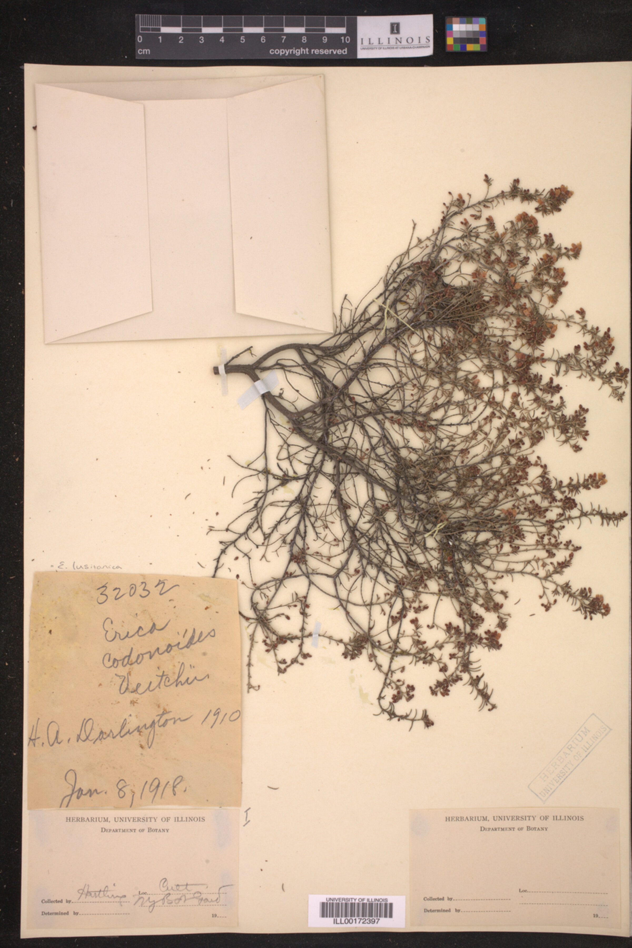 Erica lusitanica image
