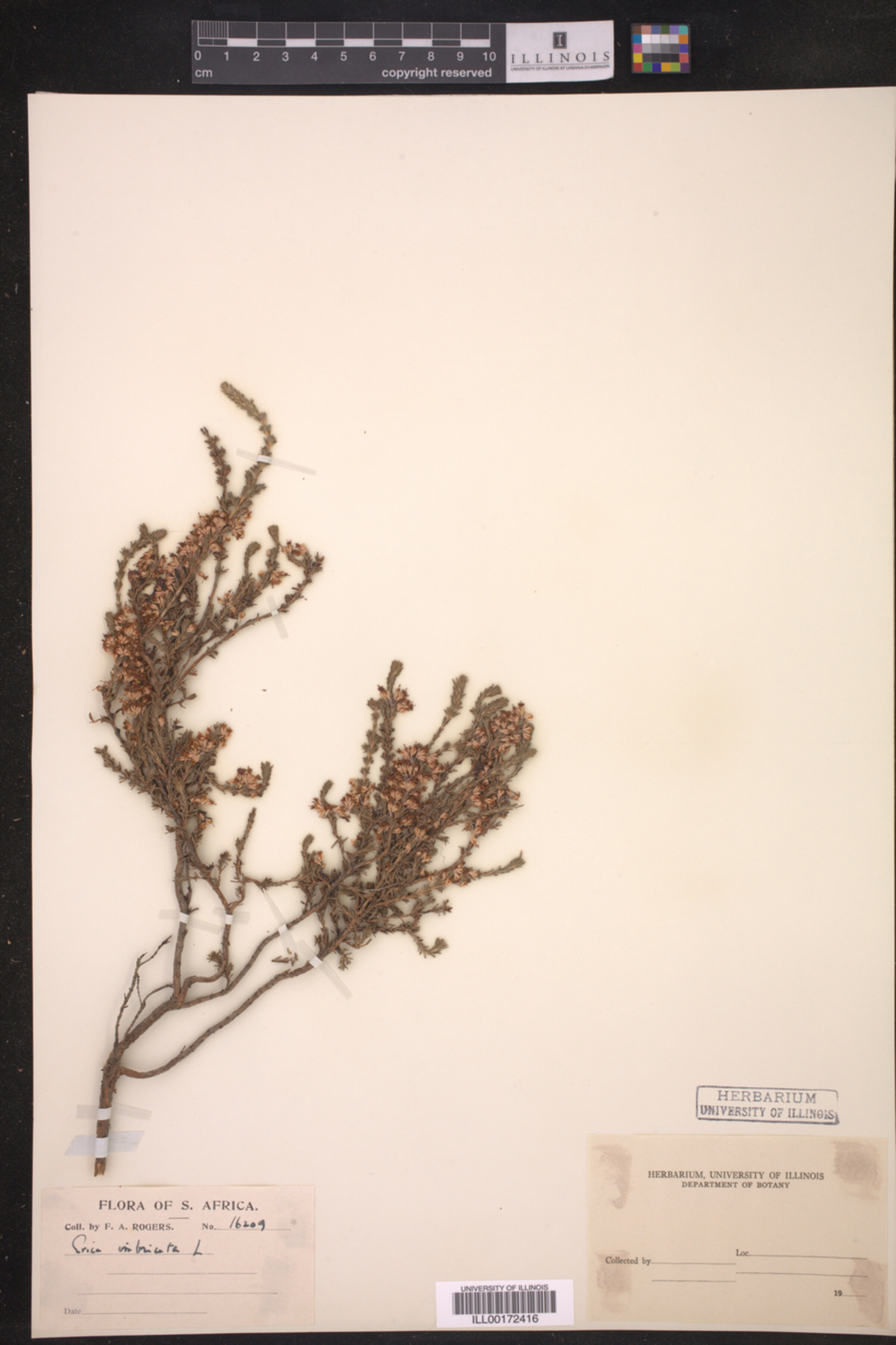 Erica imbricata image