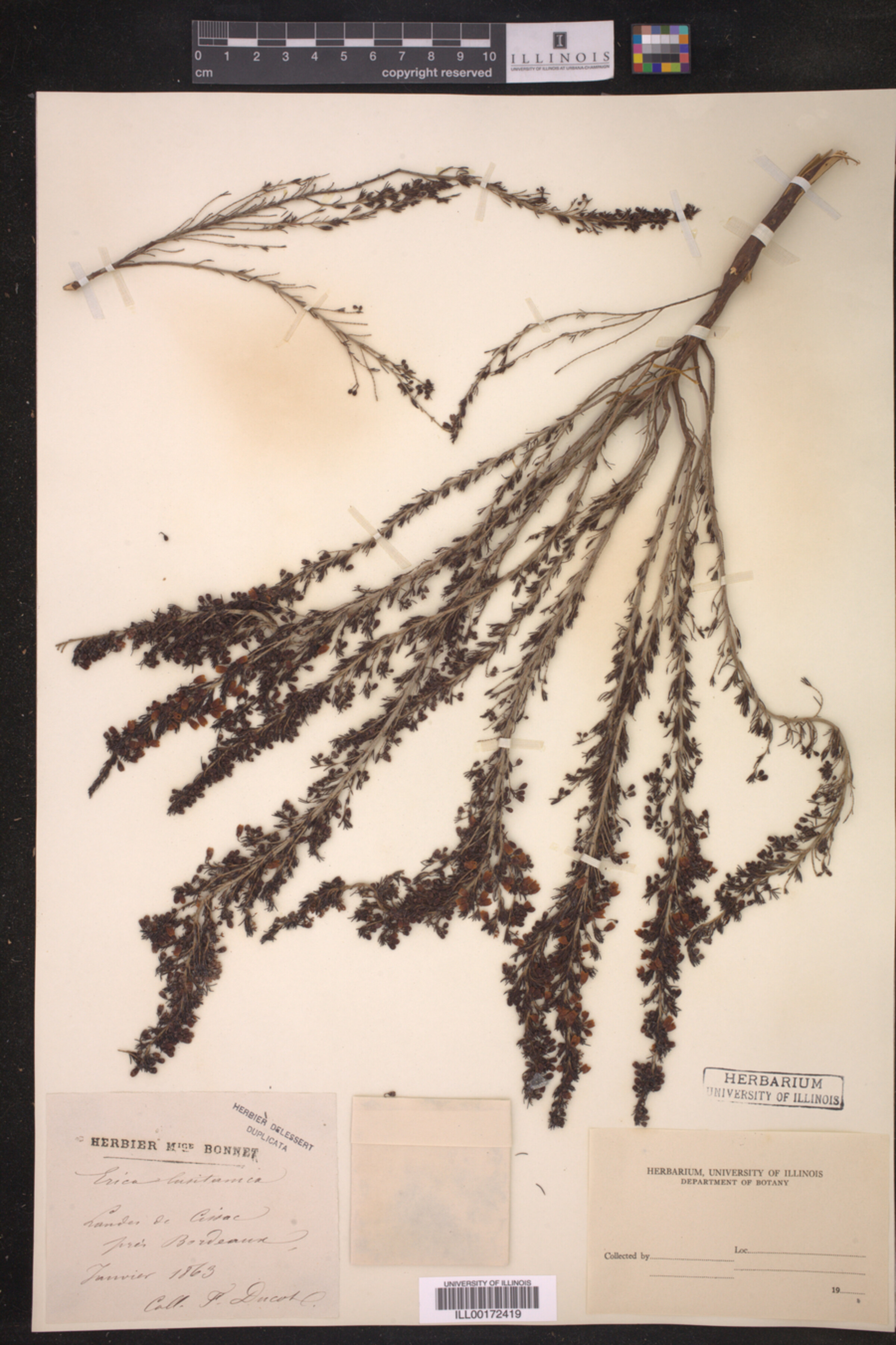 Erica lusitanica image