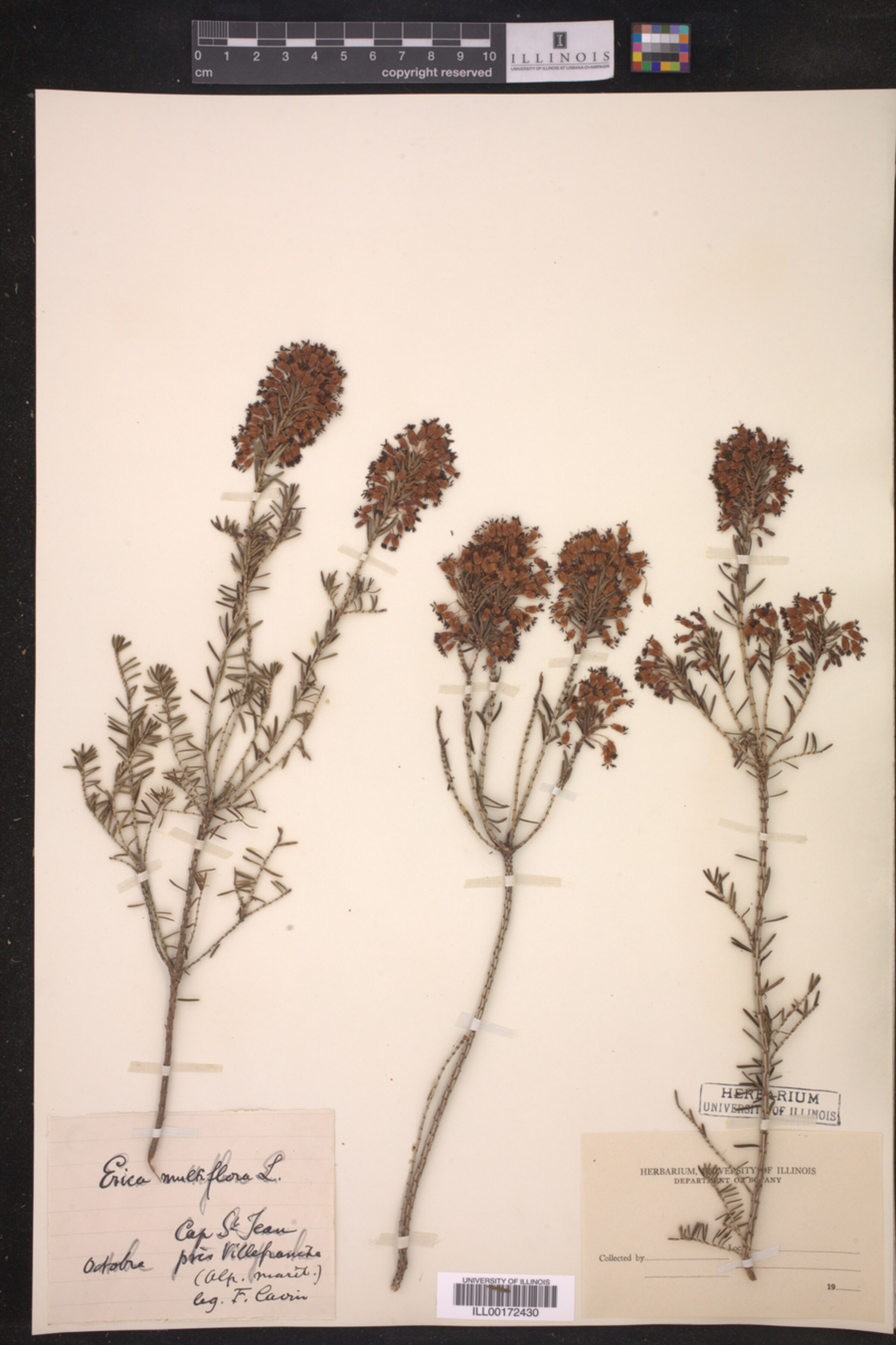 Erica multiflora image