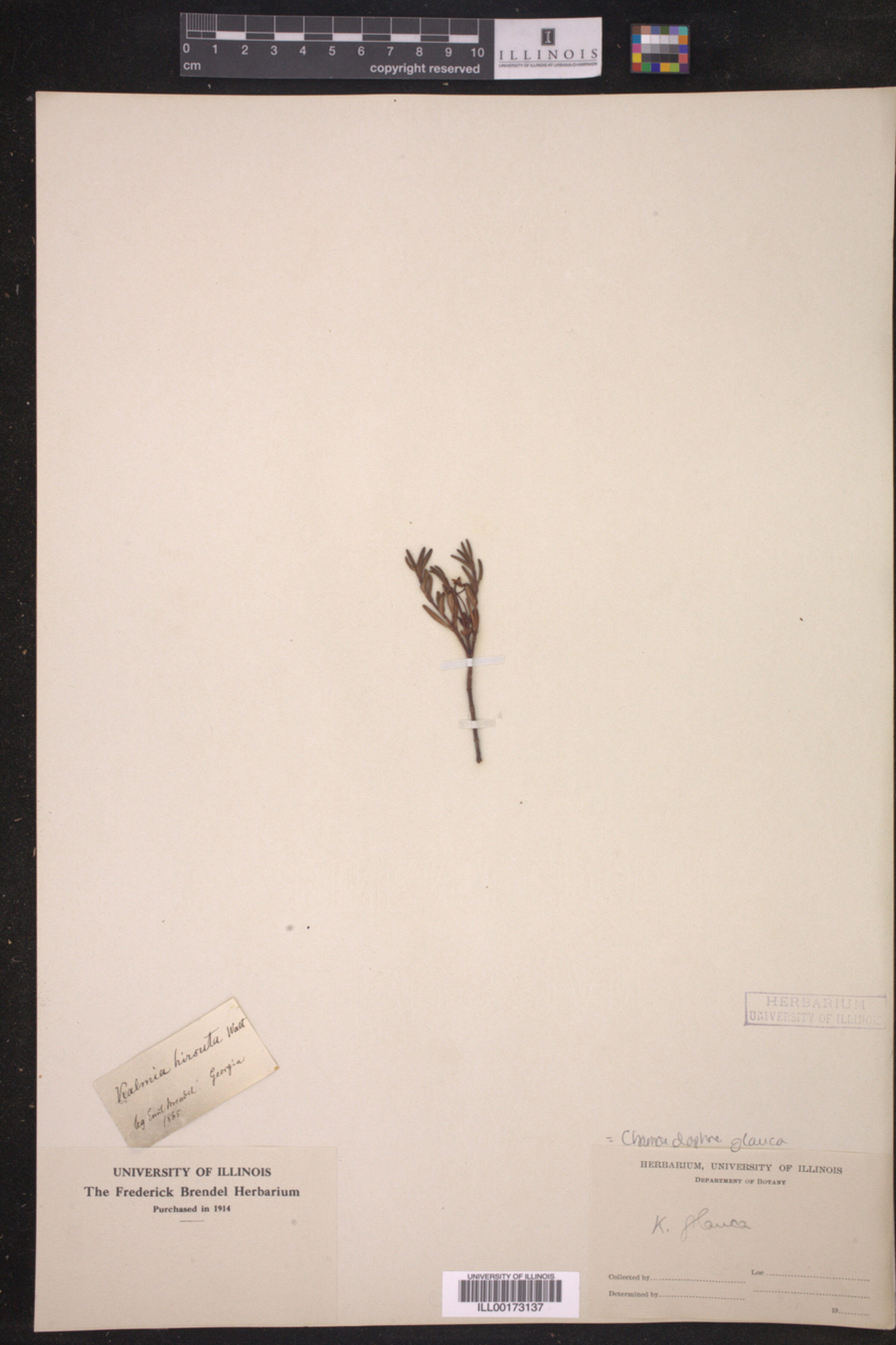 Chamaedaphne glauca image