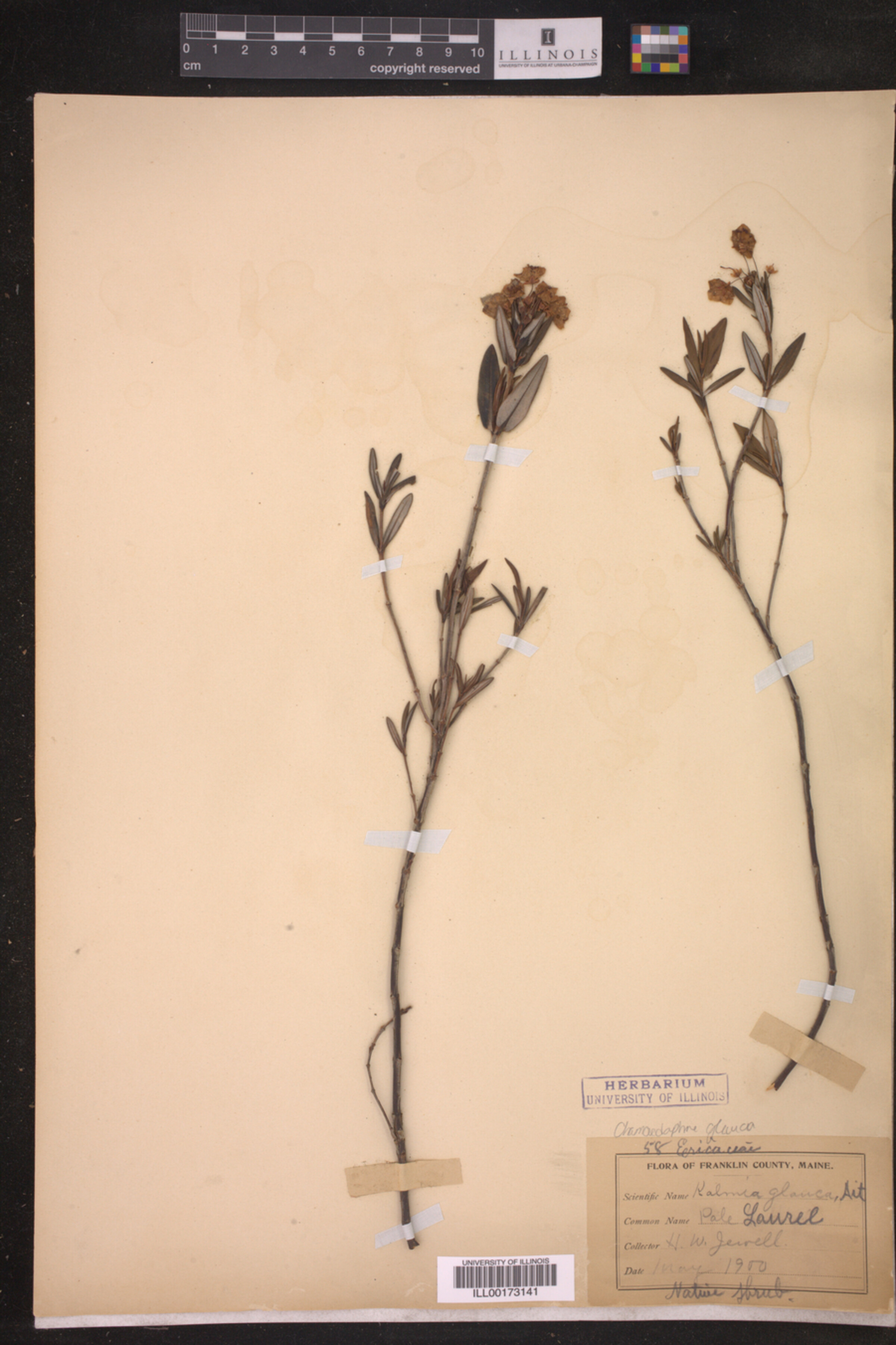 Chamaedaphne glauca image
