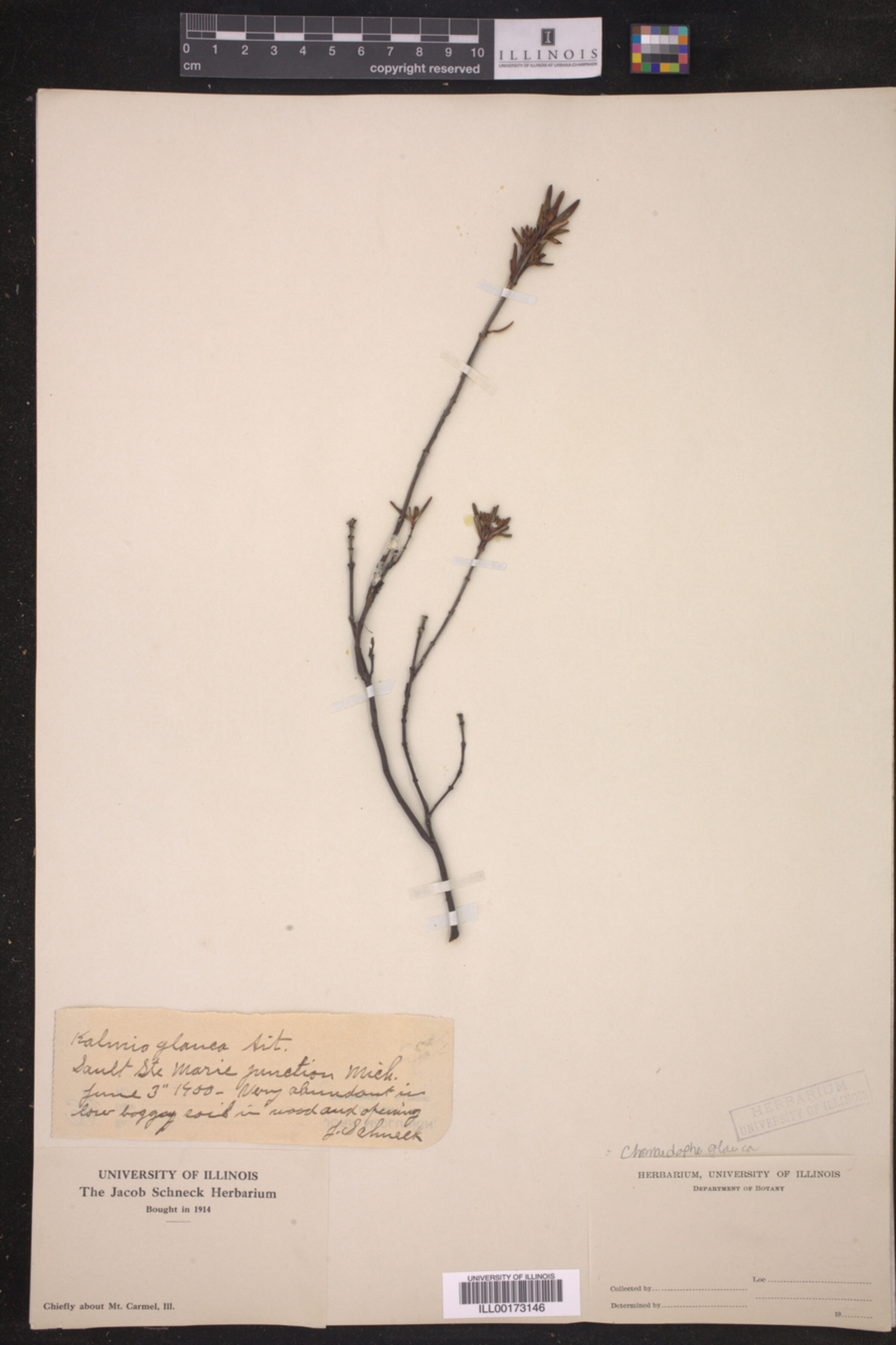 Chamaedaphne glauca image