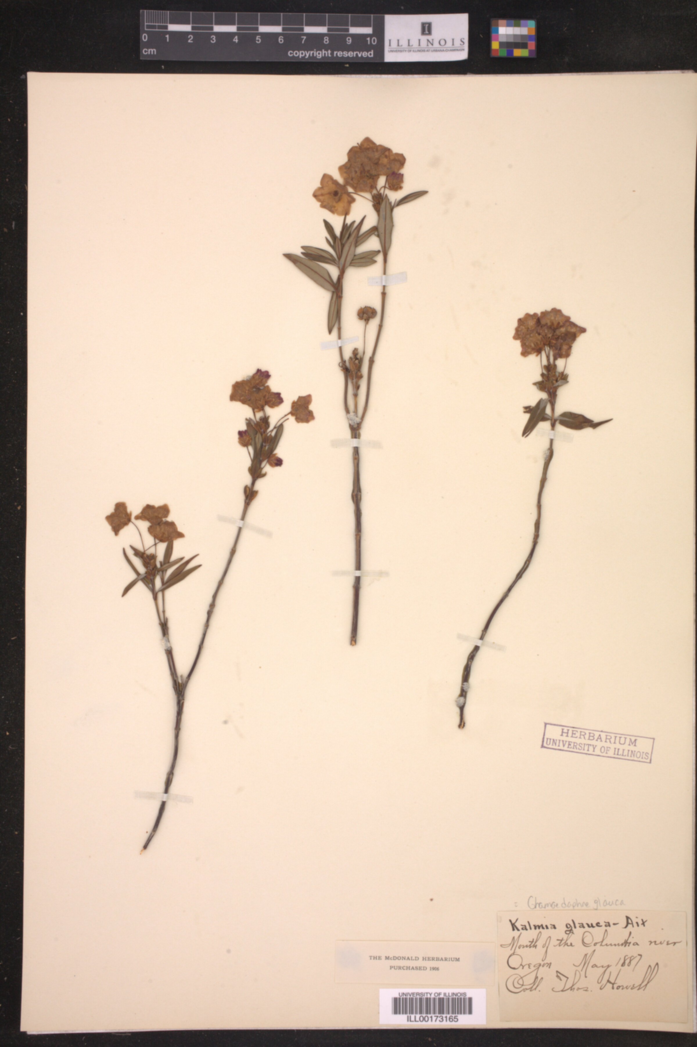 Chamaedaphne glauca image