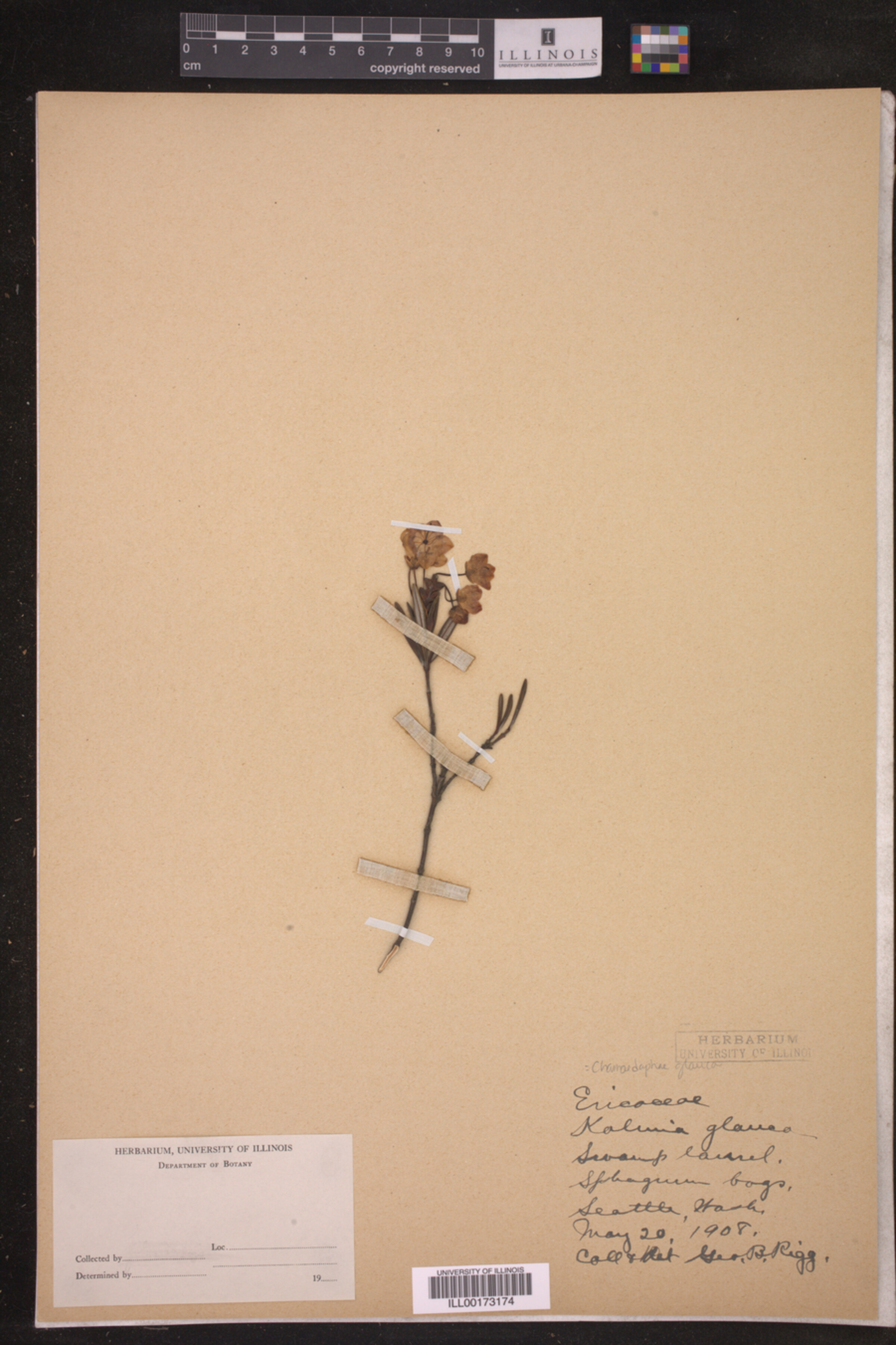 Chamaedaphne glauca image