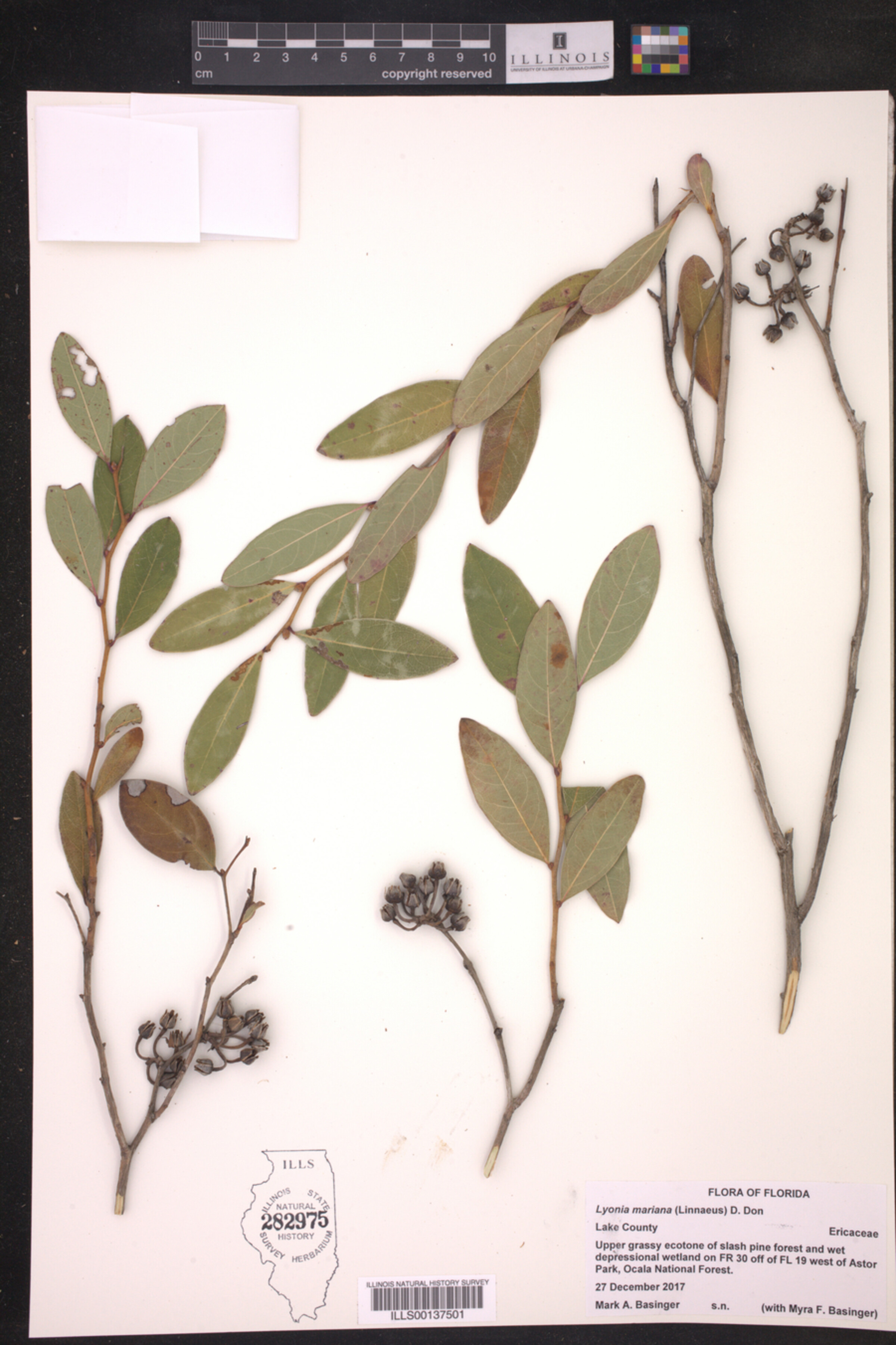 Lyonia mariana image