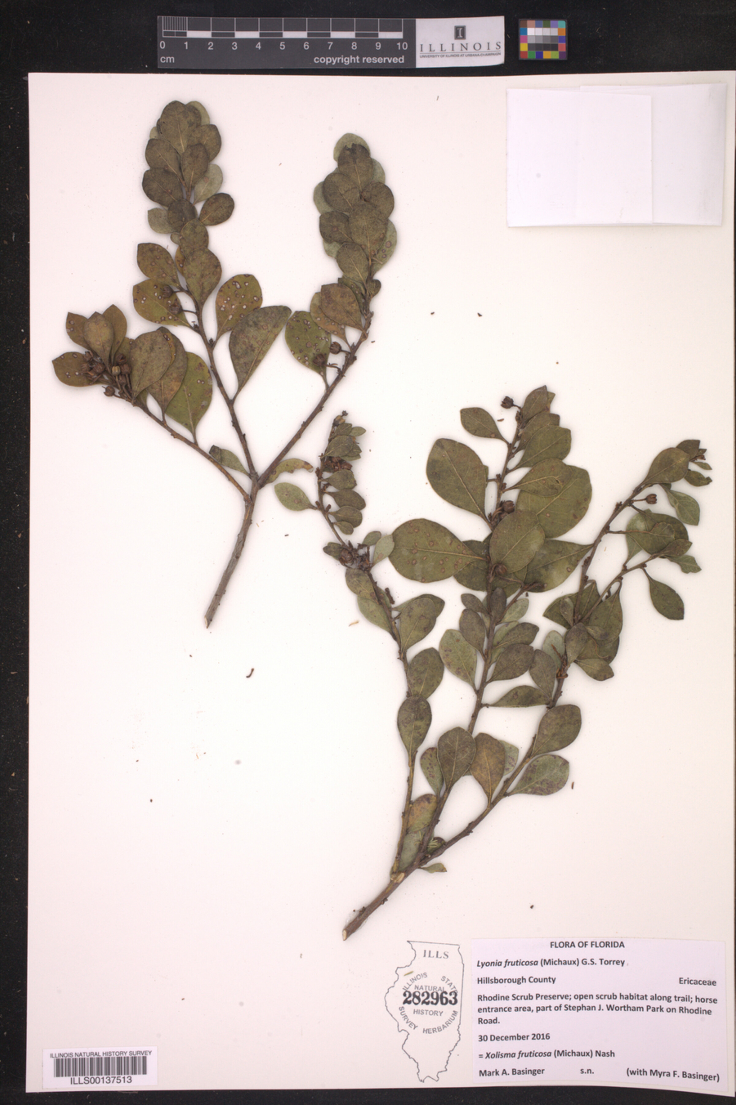 Lyonia fruticosa image