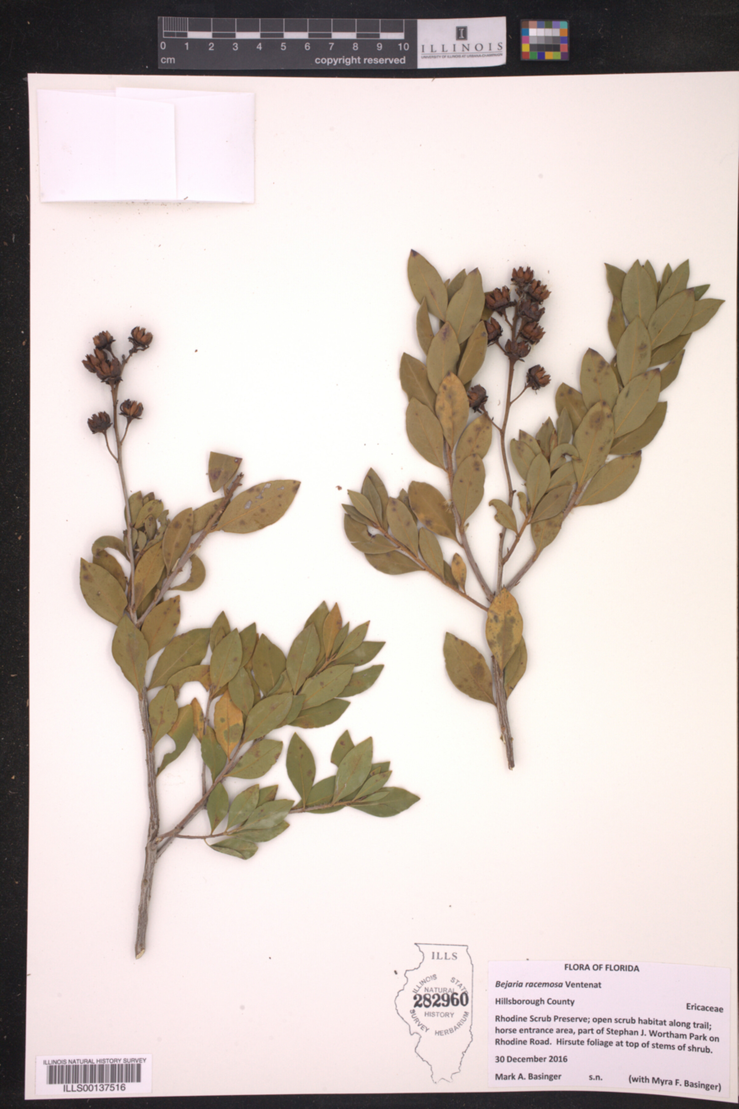 Bejaria racemosa image