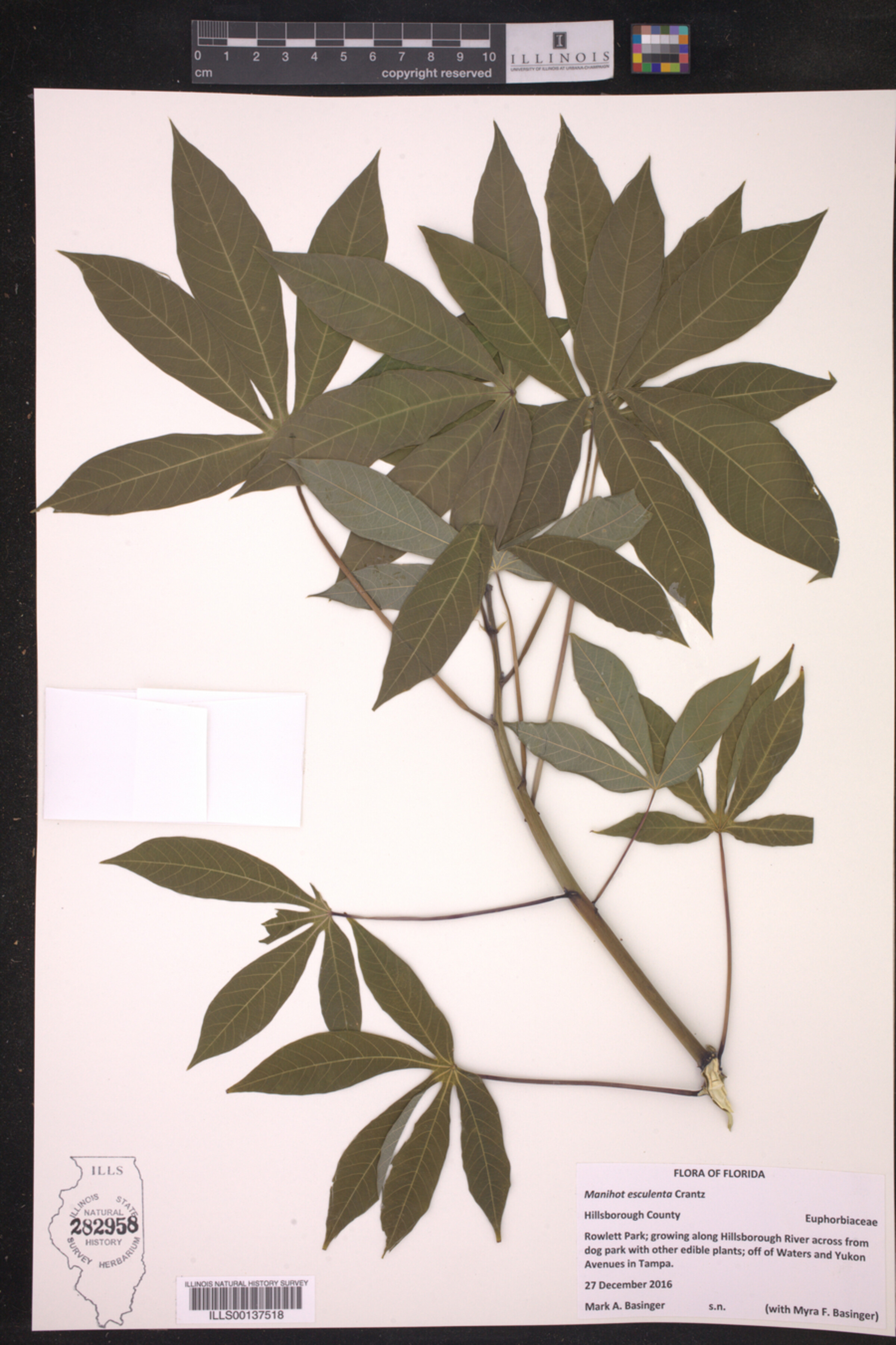 Manihot esculenta image