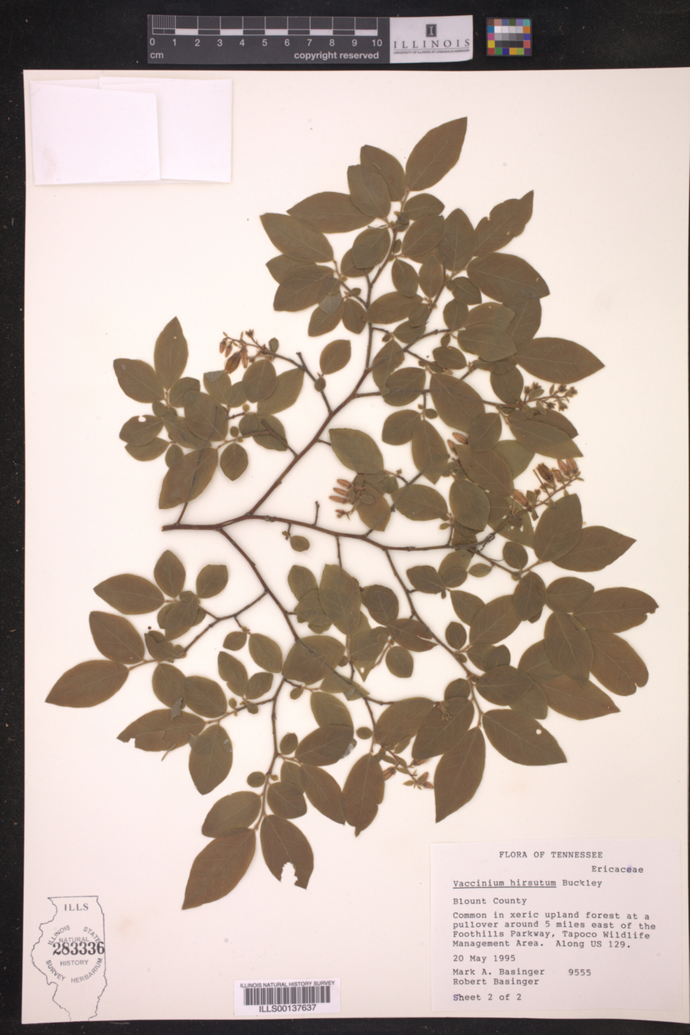 Vaccinium hirsutum image