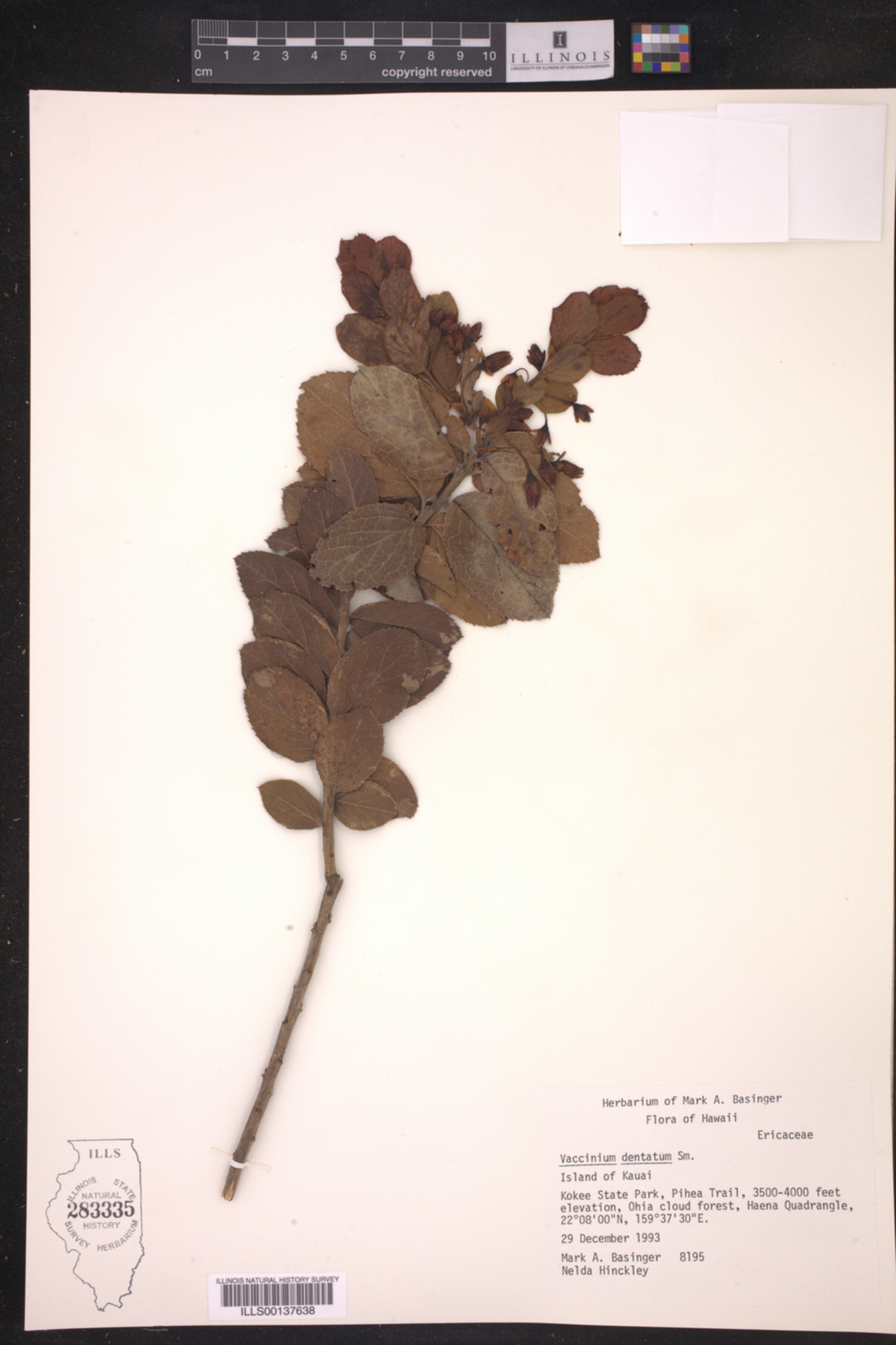 Vaccinium dentatum image