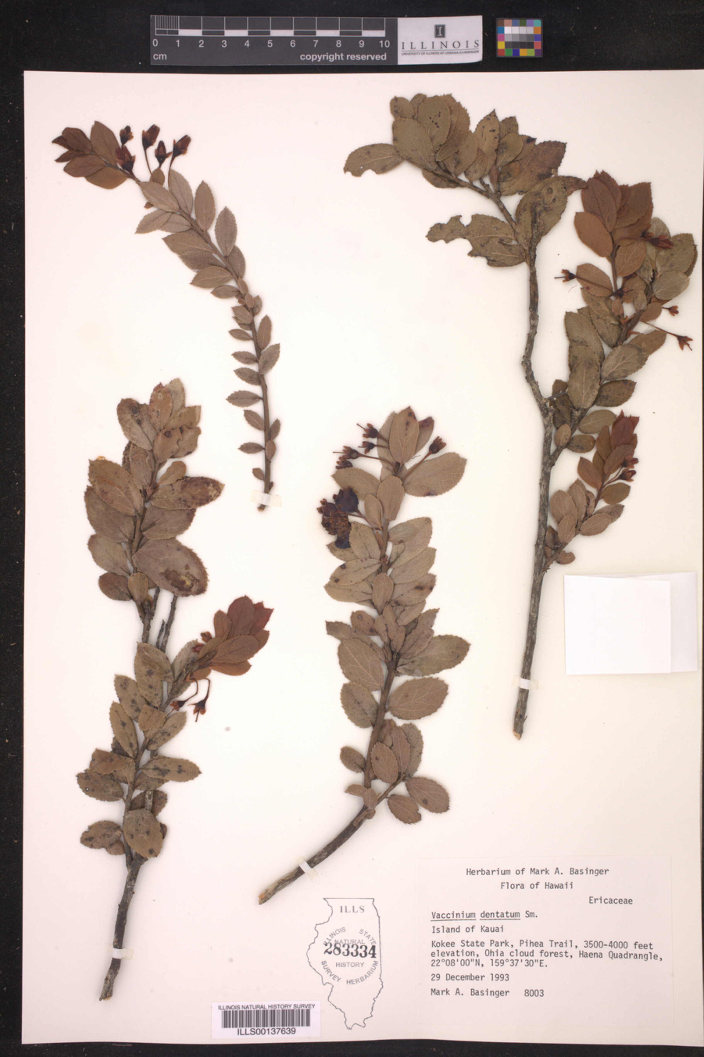 Vaccinium dentatum image