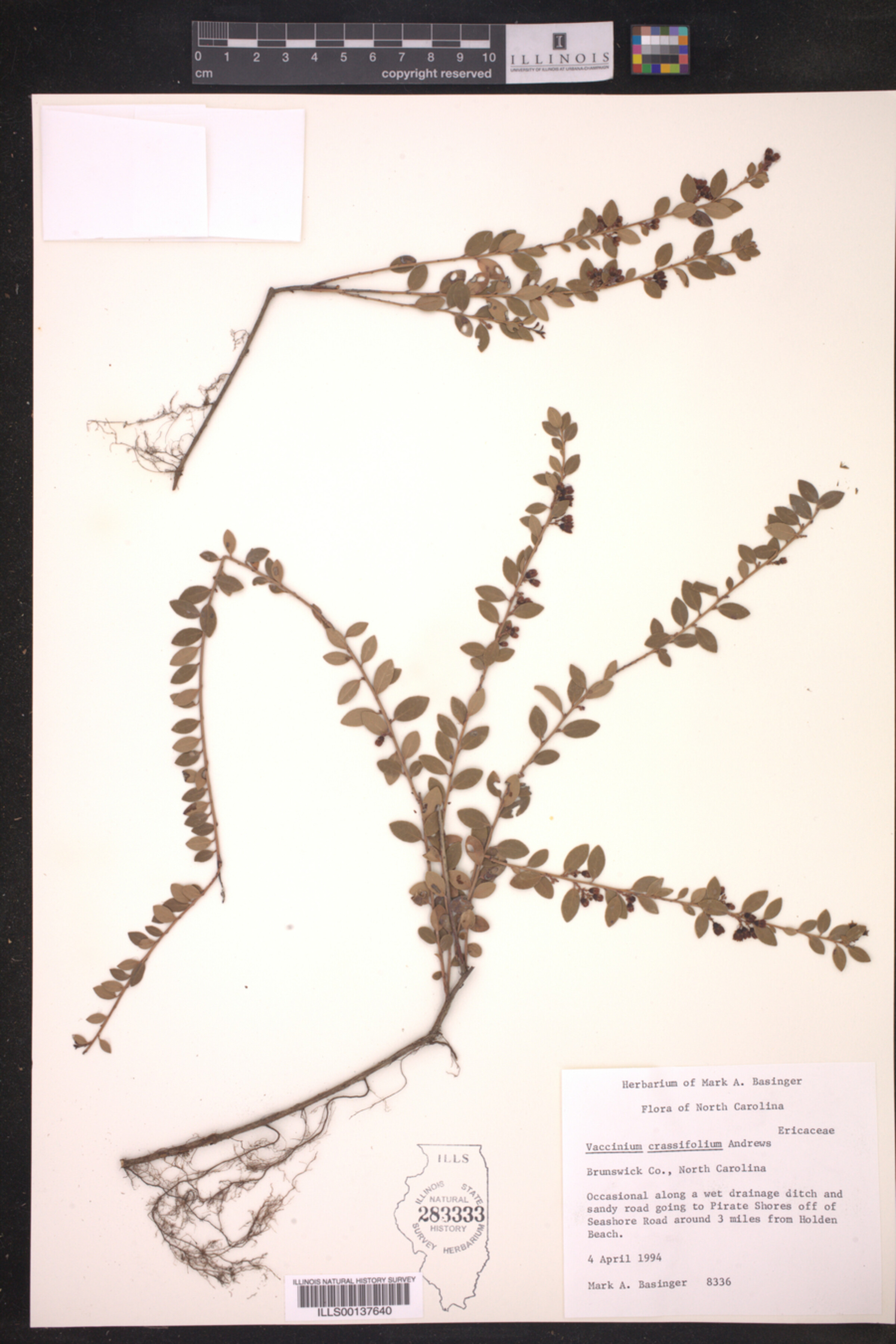 Vaccinium crassifolium image
