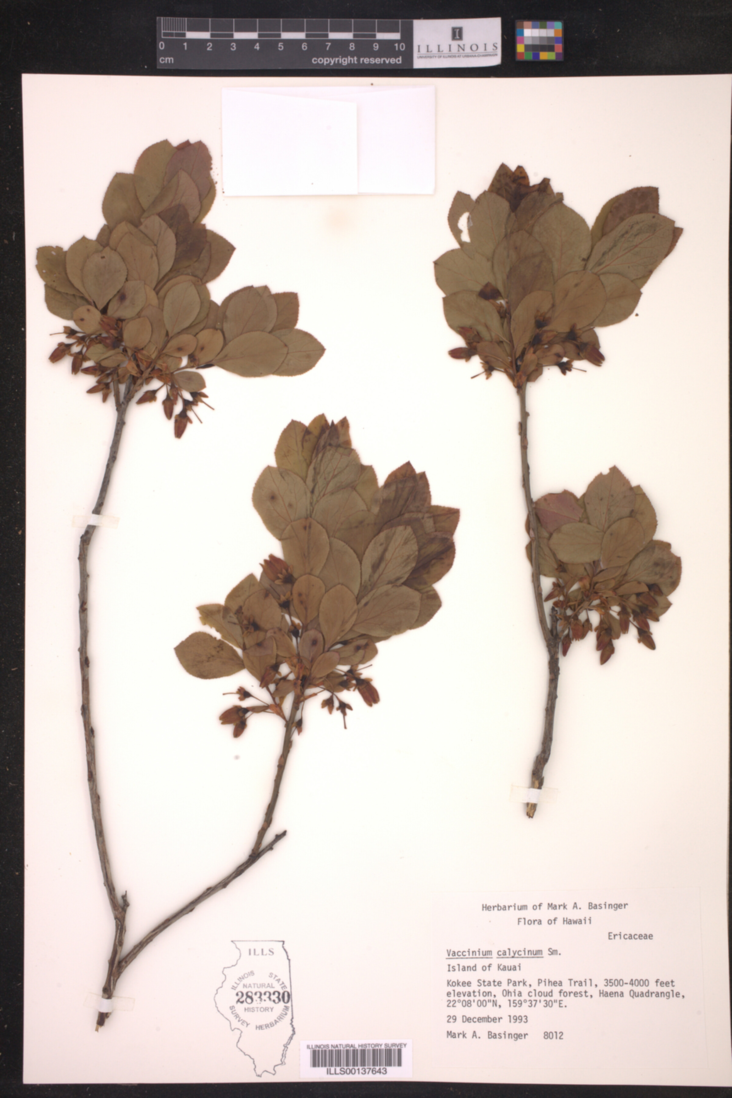Vaccinium calycinum image