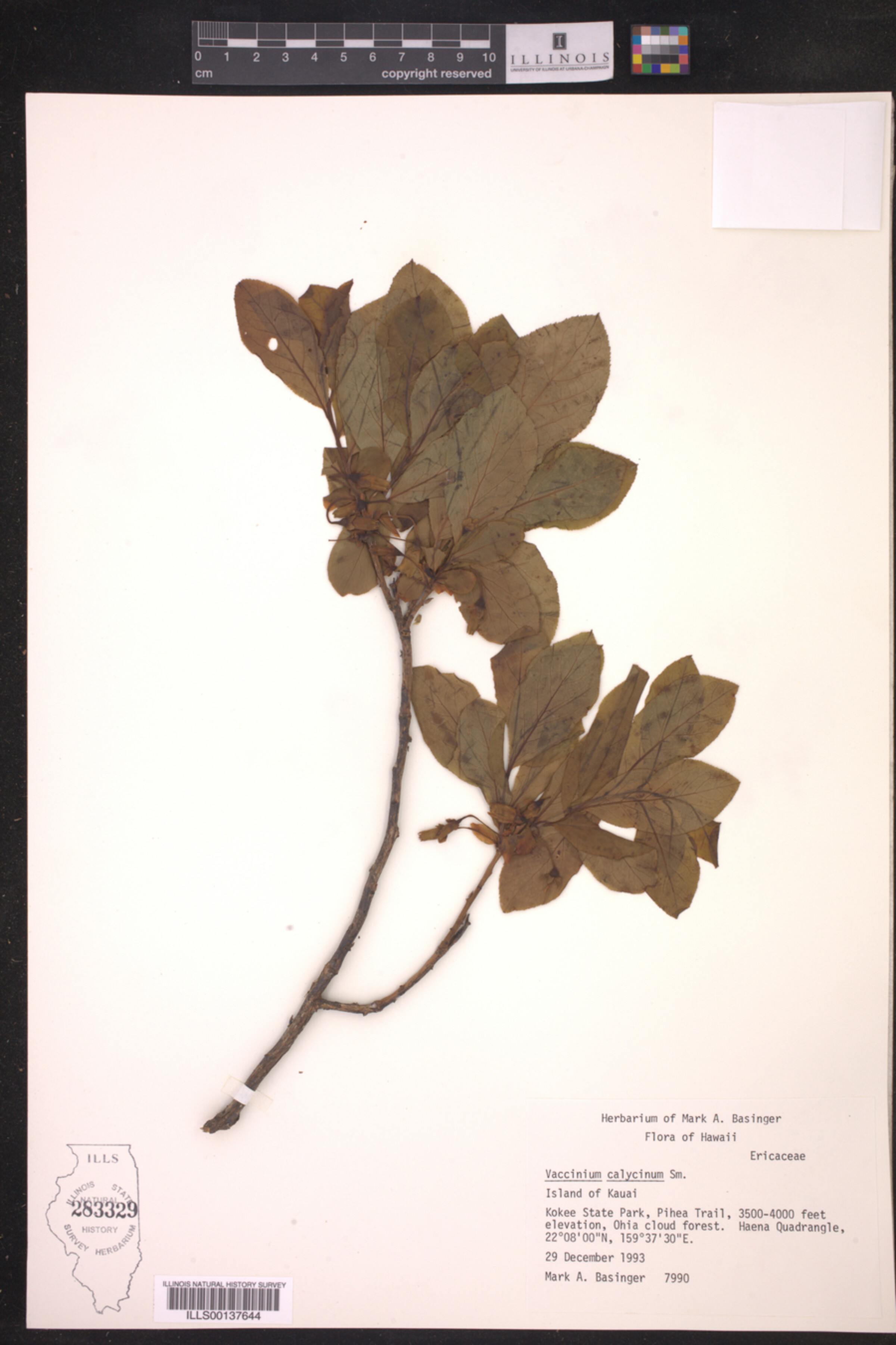 Vaccinium calycinum image