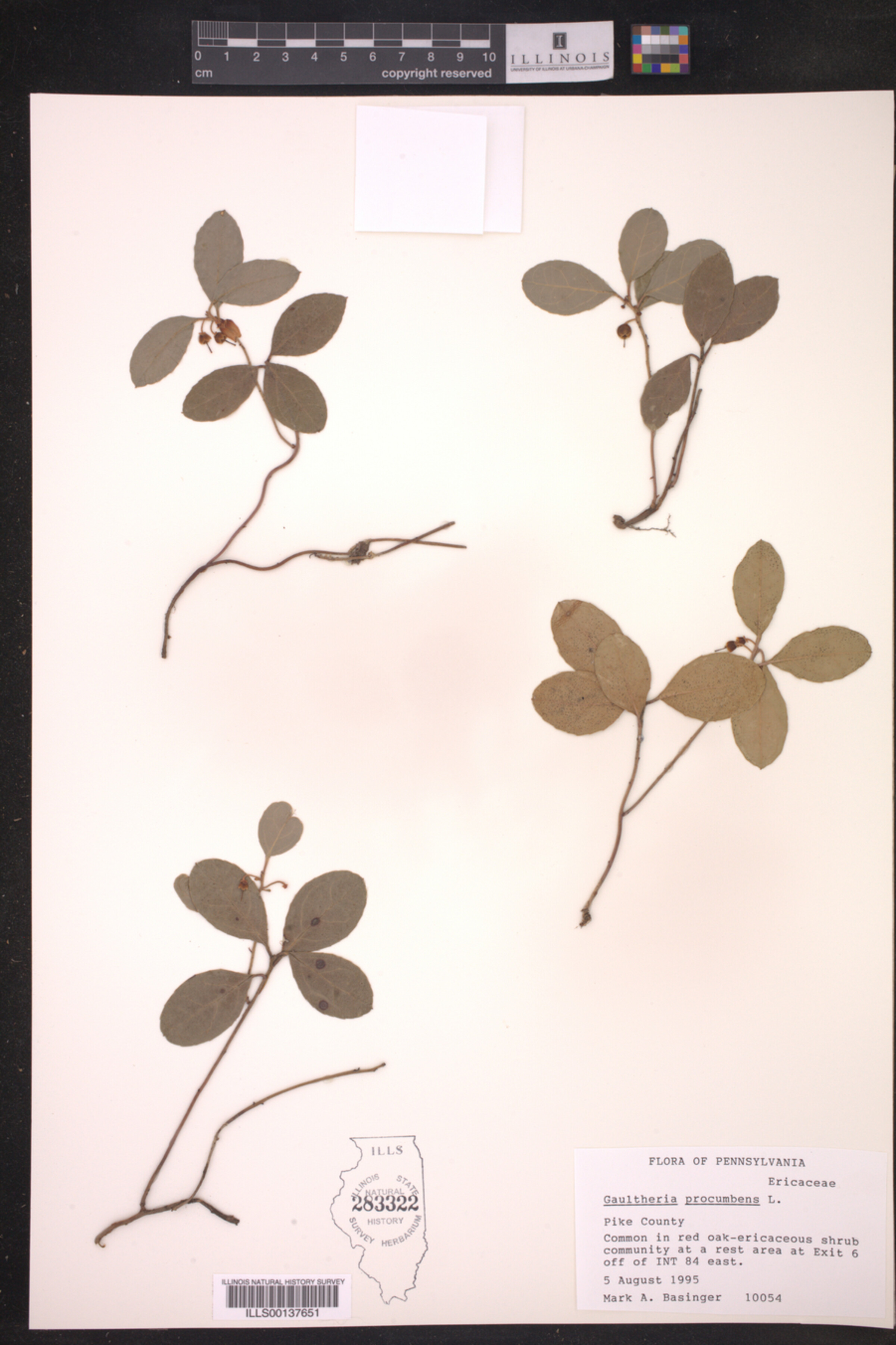 Gaultheria image