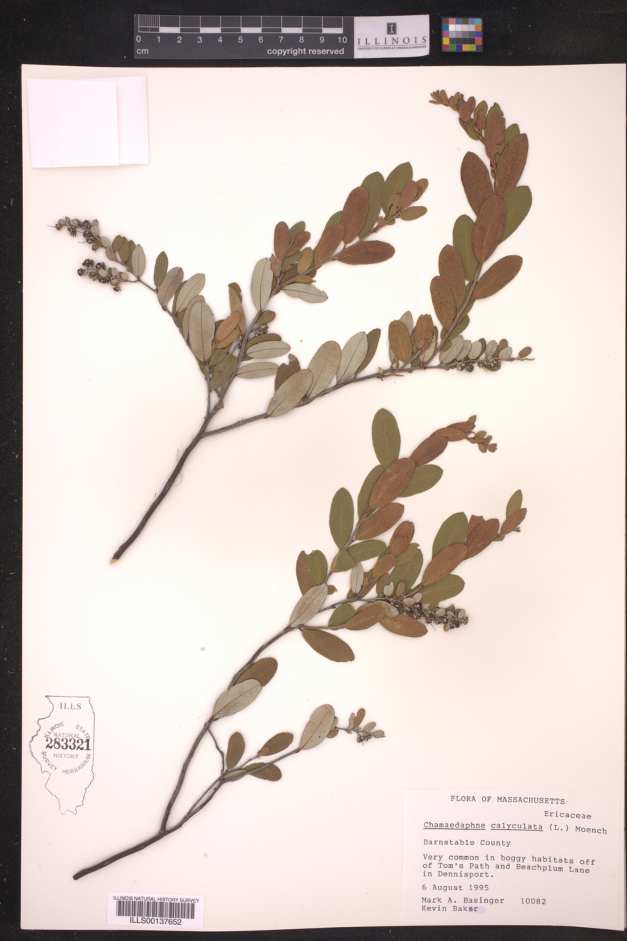 Chamaedaphne calyculata image