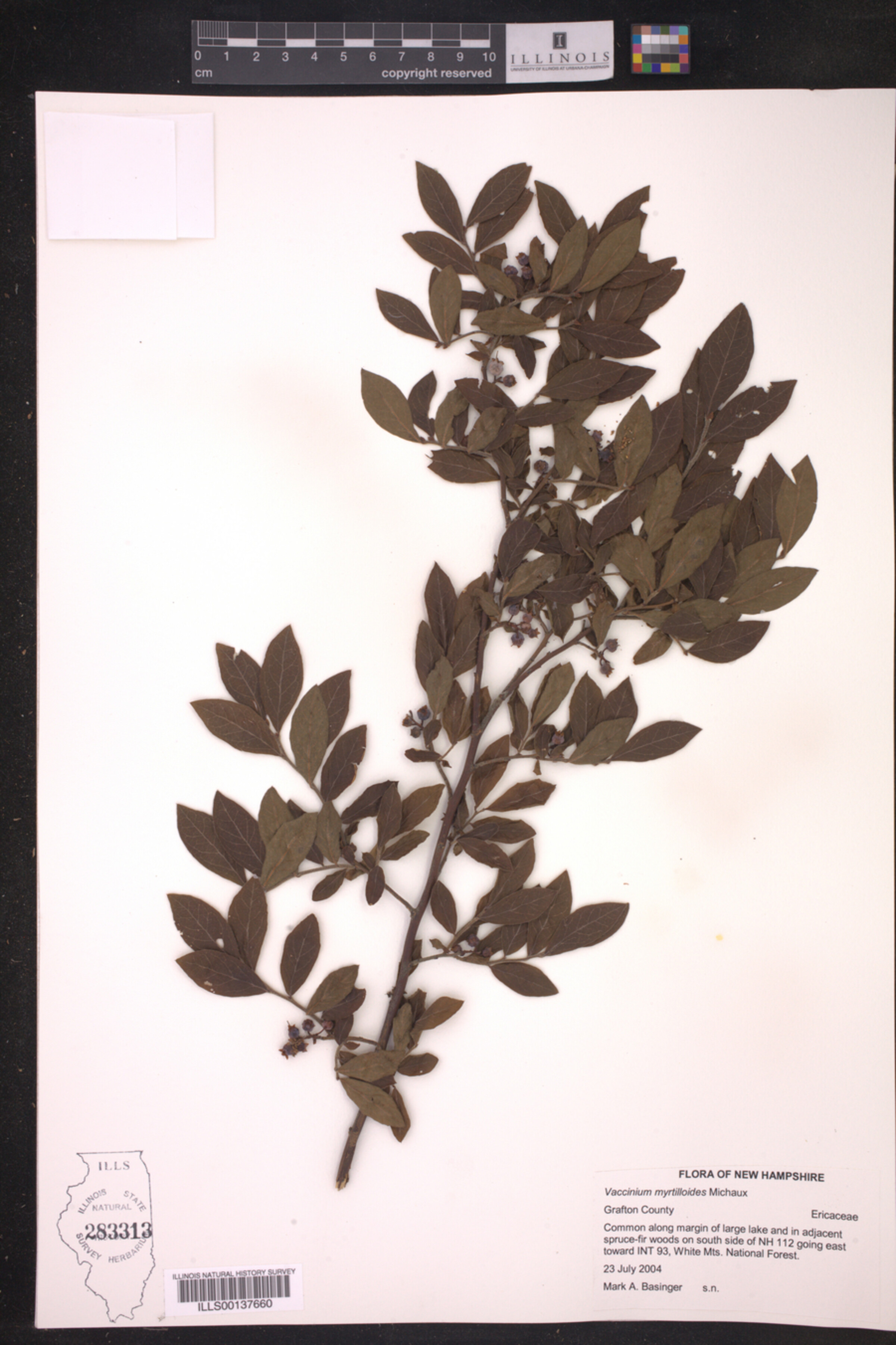 Vaccinium myrtilloides image