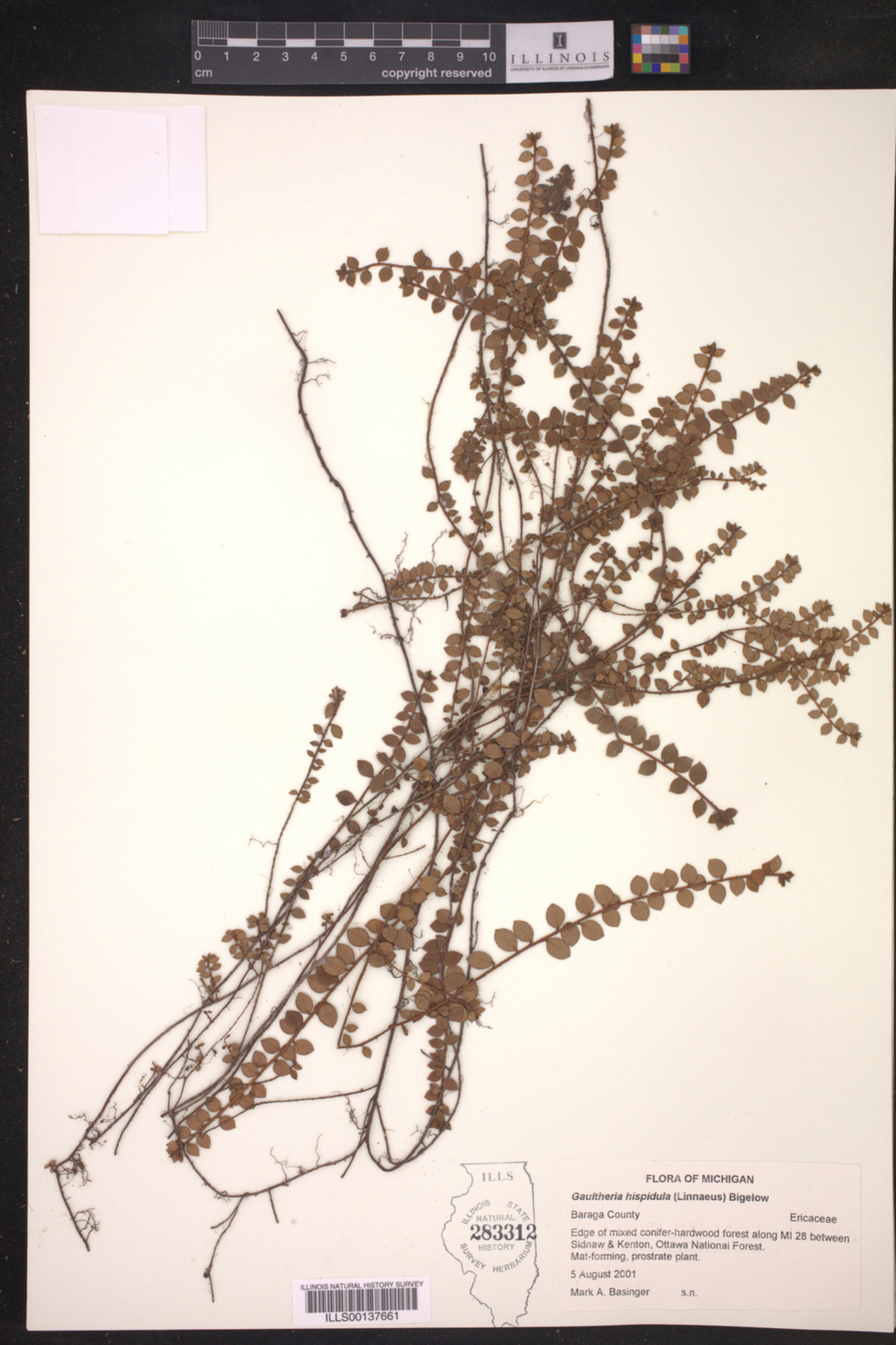 Gaultheria hispidula image