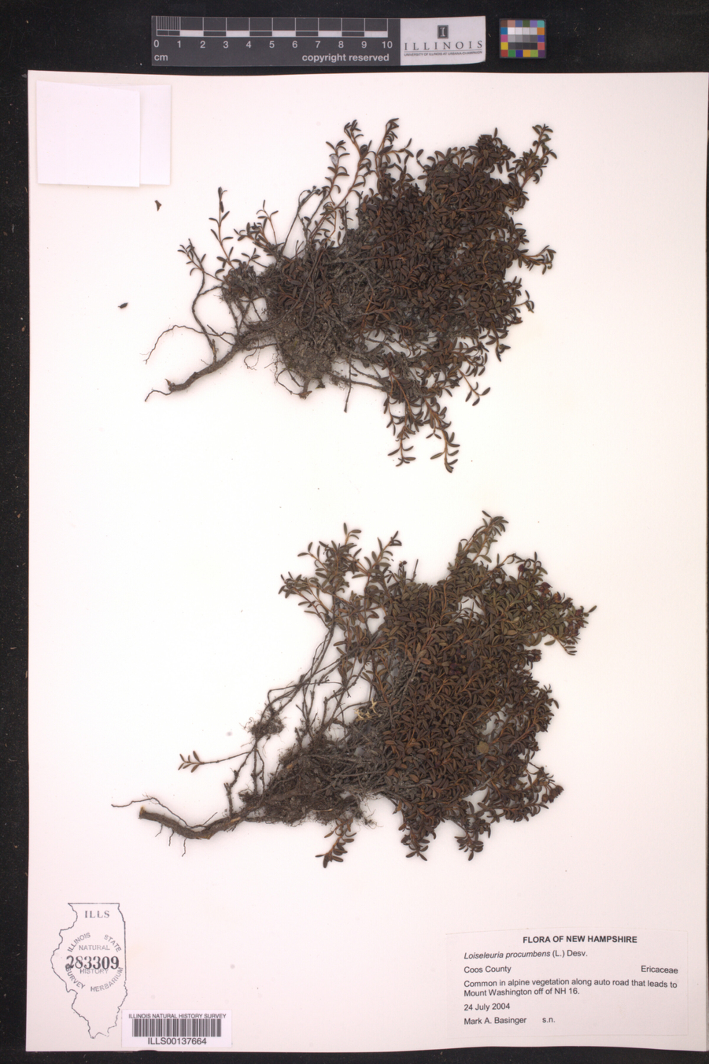 Loiseleuria procumbens image