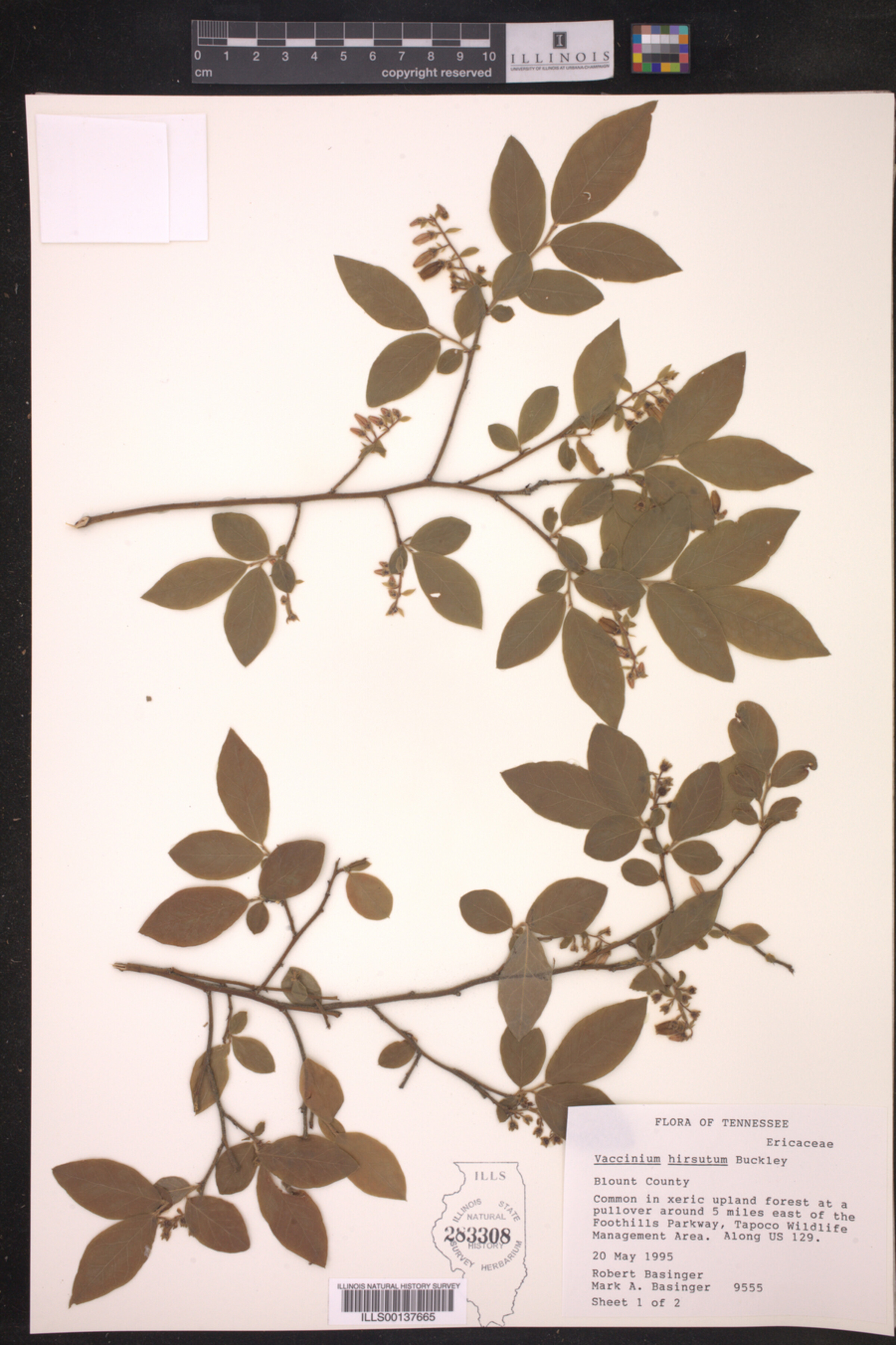 Vaccinium hirsutum image