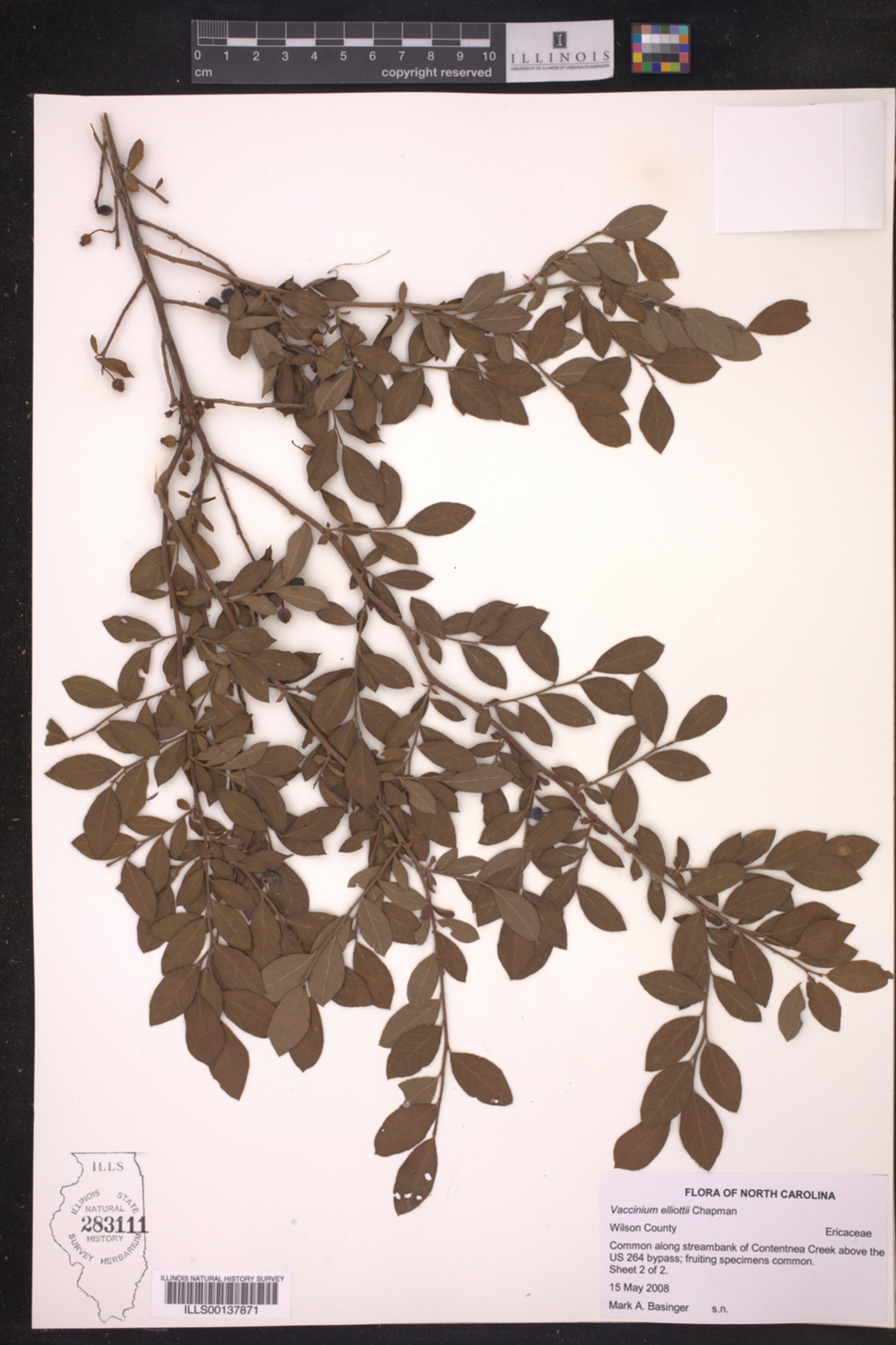 Vaccinium elliottii image