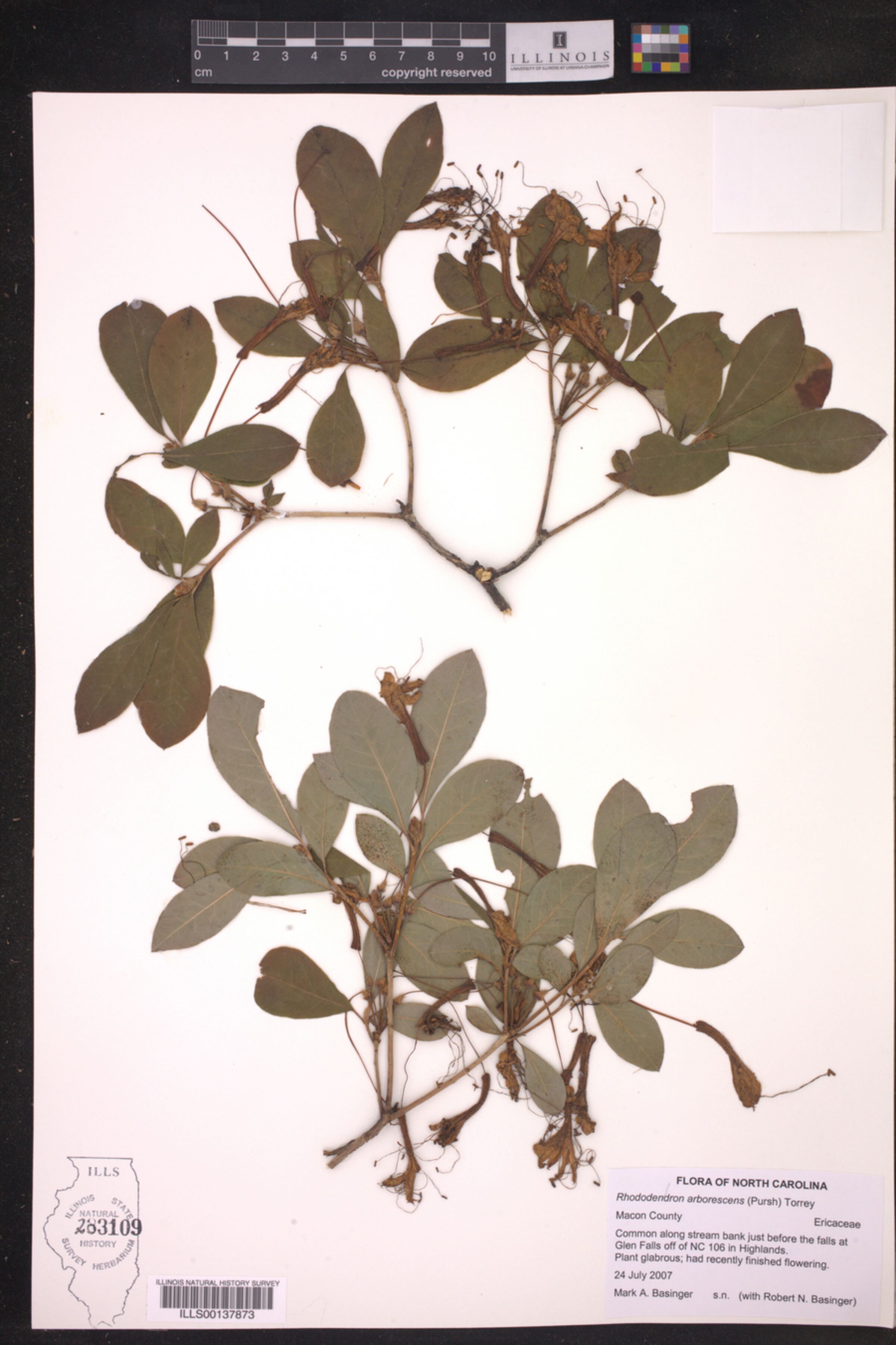 Rhododendron arborescens image