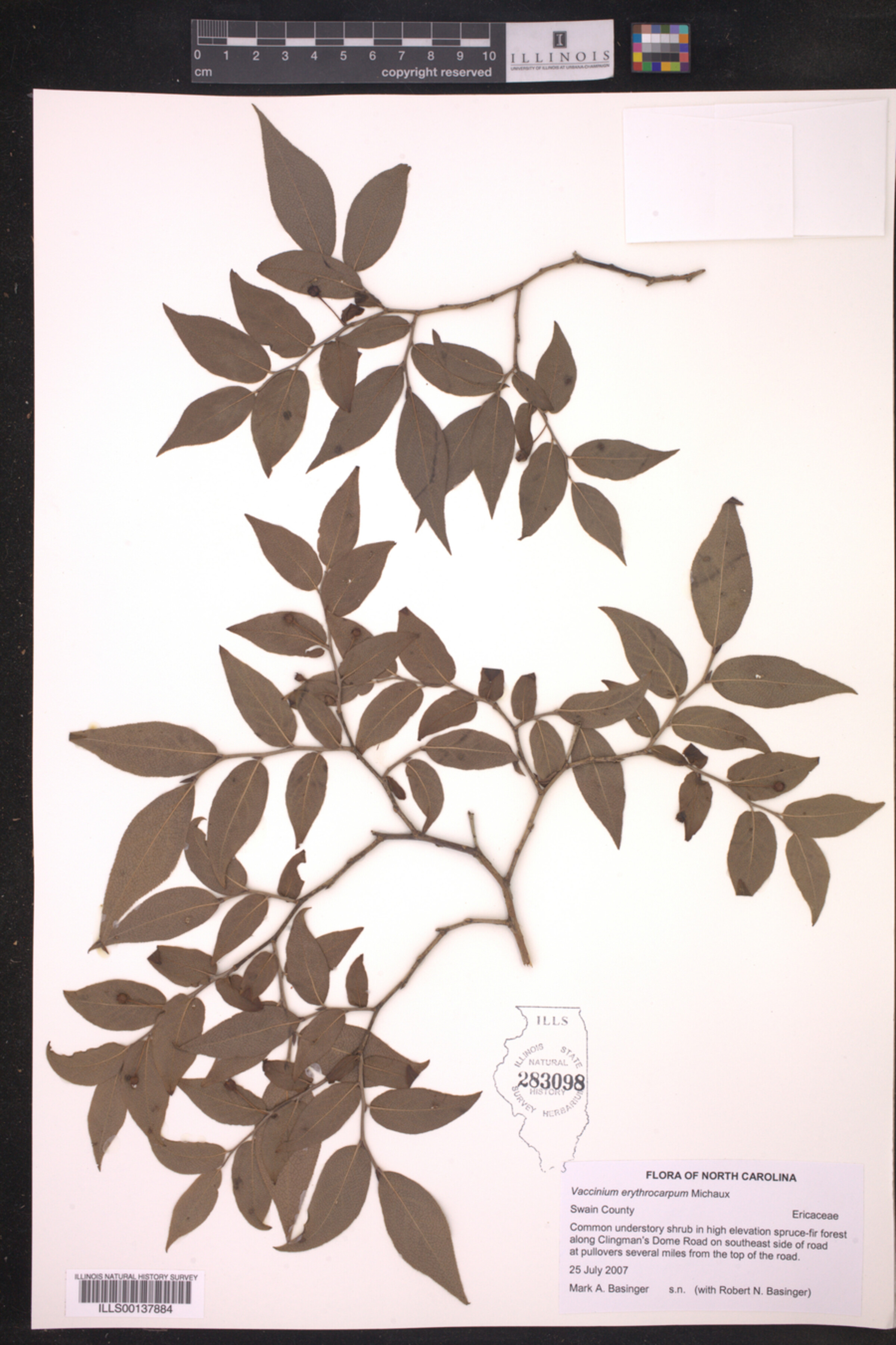 Vaccinium erythrocarpum image