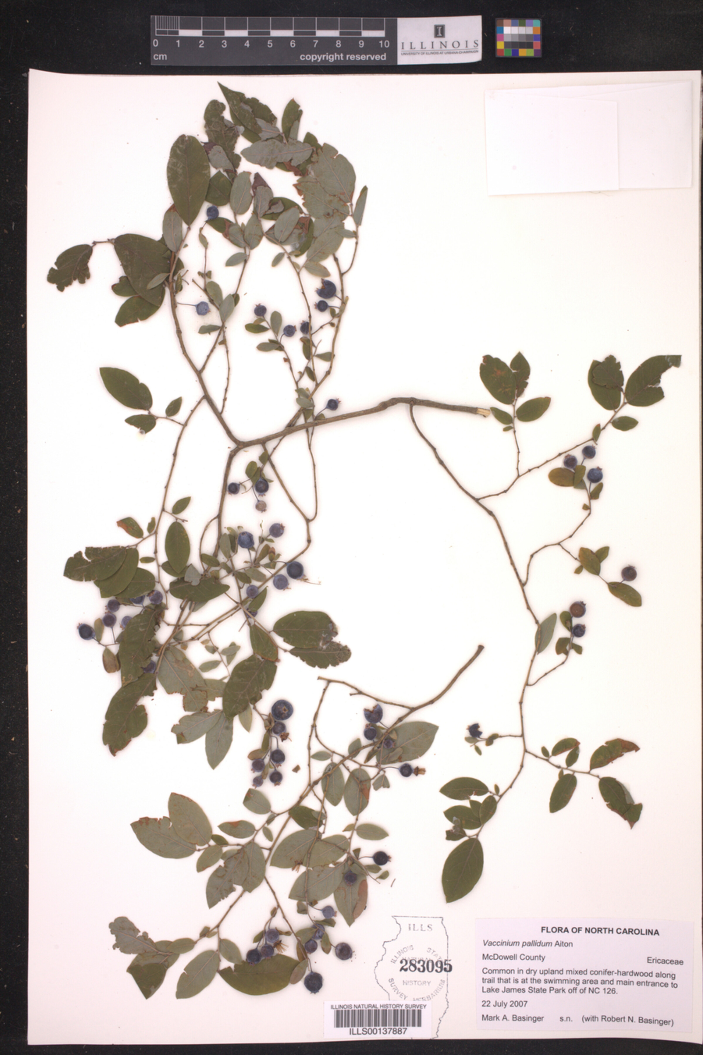 Vaccinium pallidum image