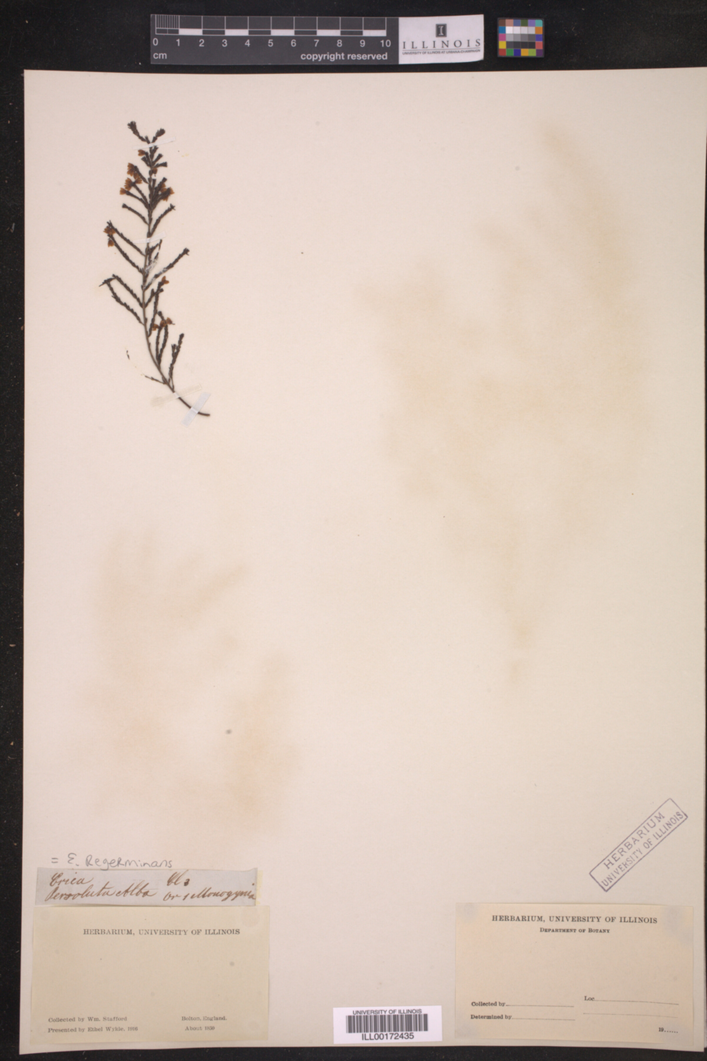 Erica regerminans image