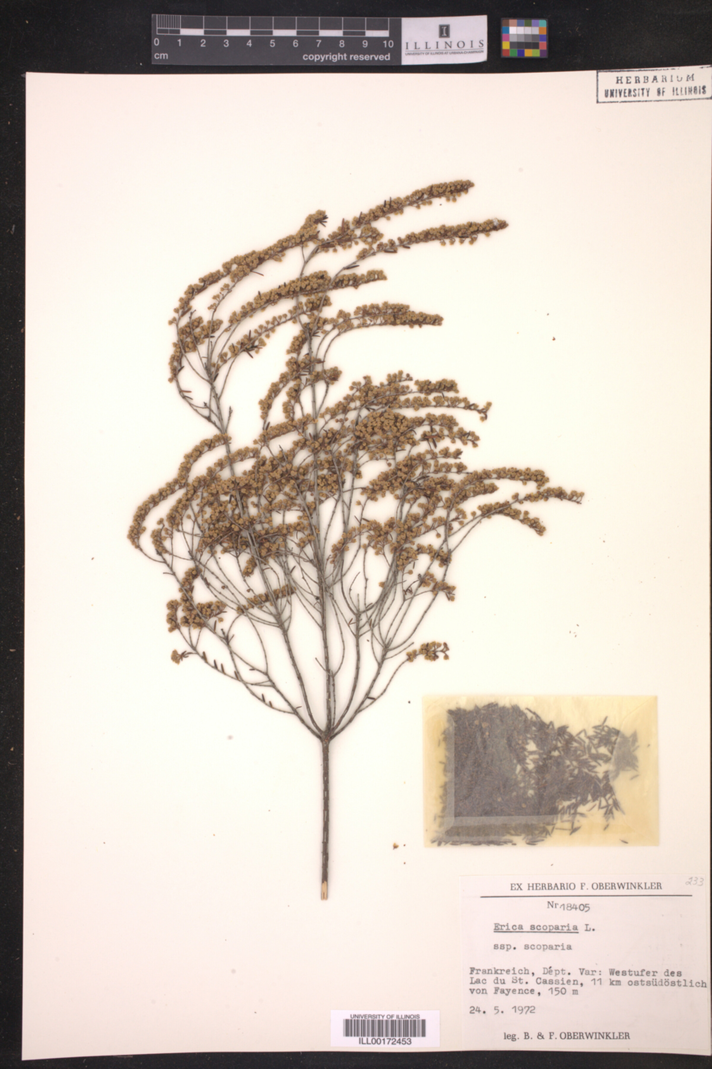 Erica scoparia subsp. scoparia image