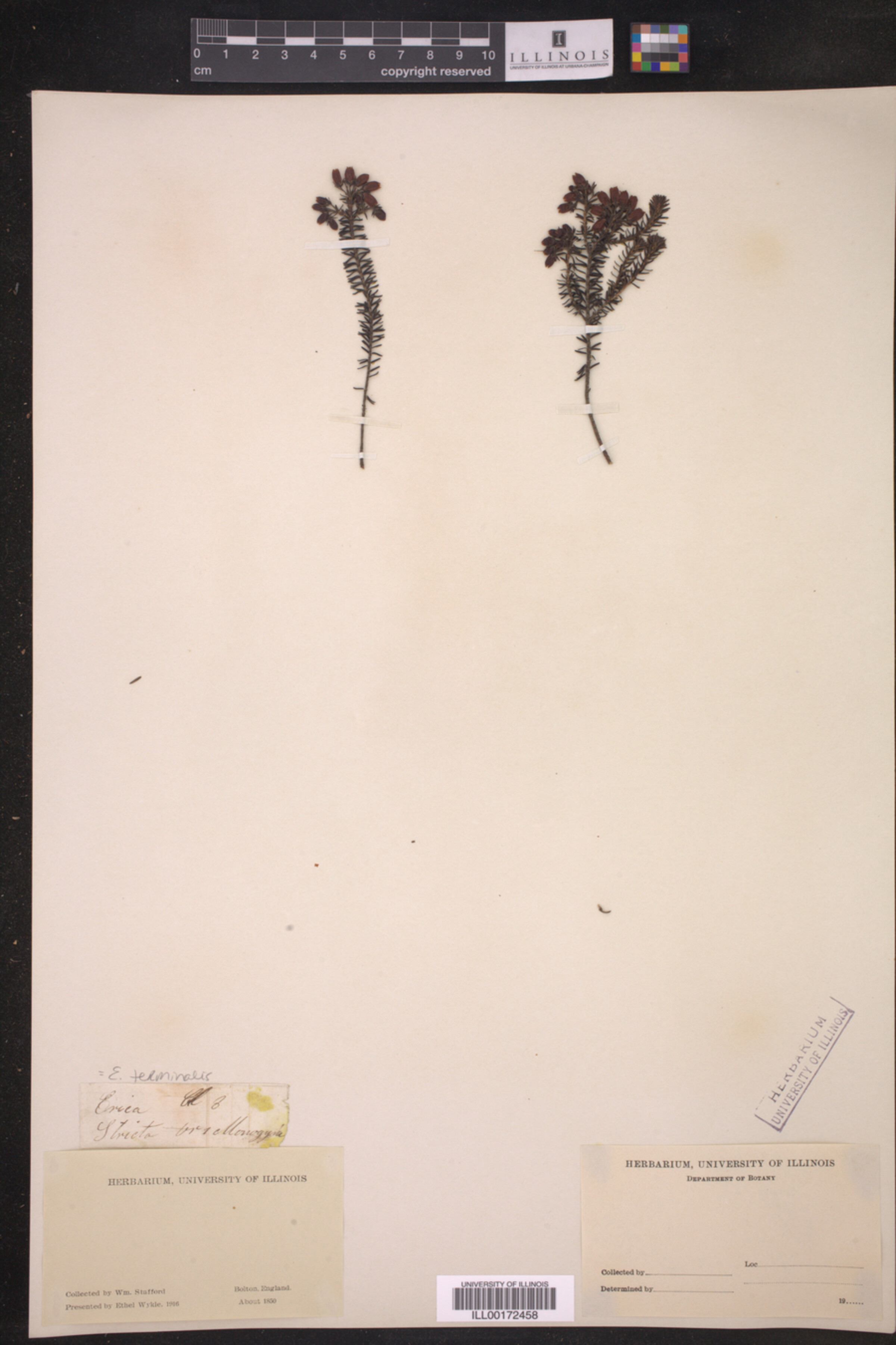 Erica terminalis image