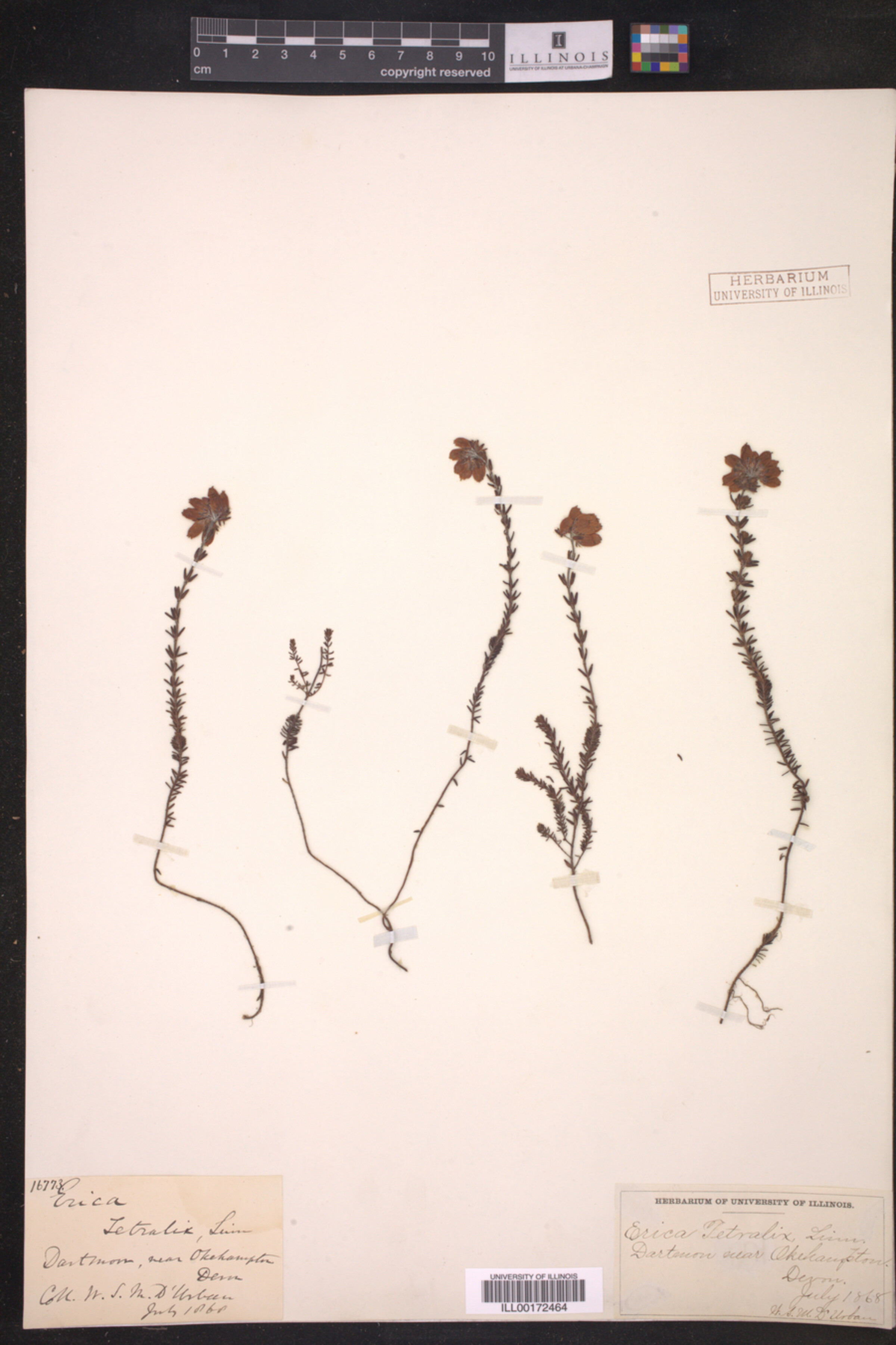 Erica tetralix image