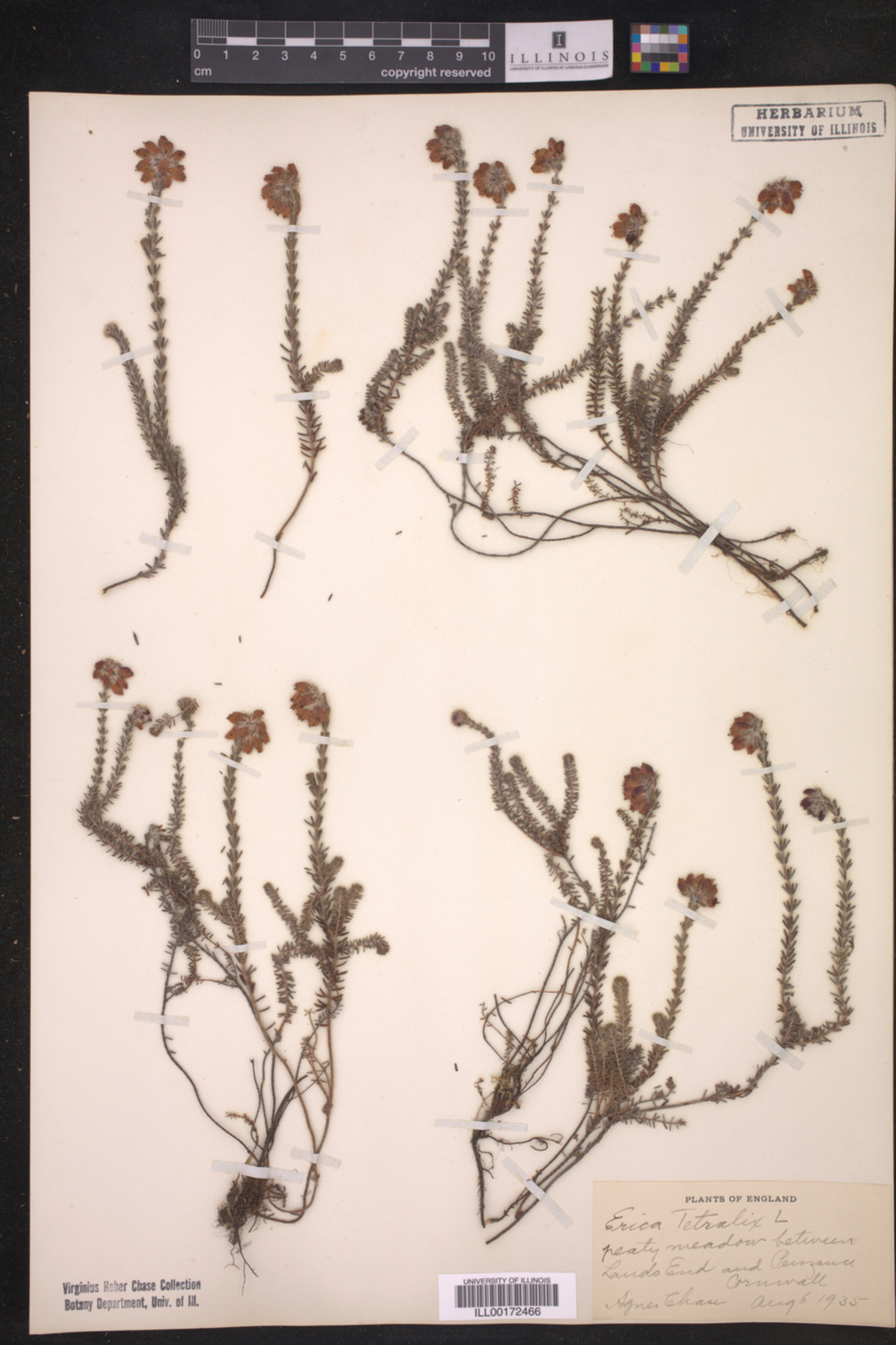 Erica tetralix image