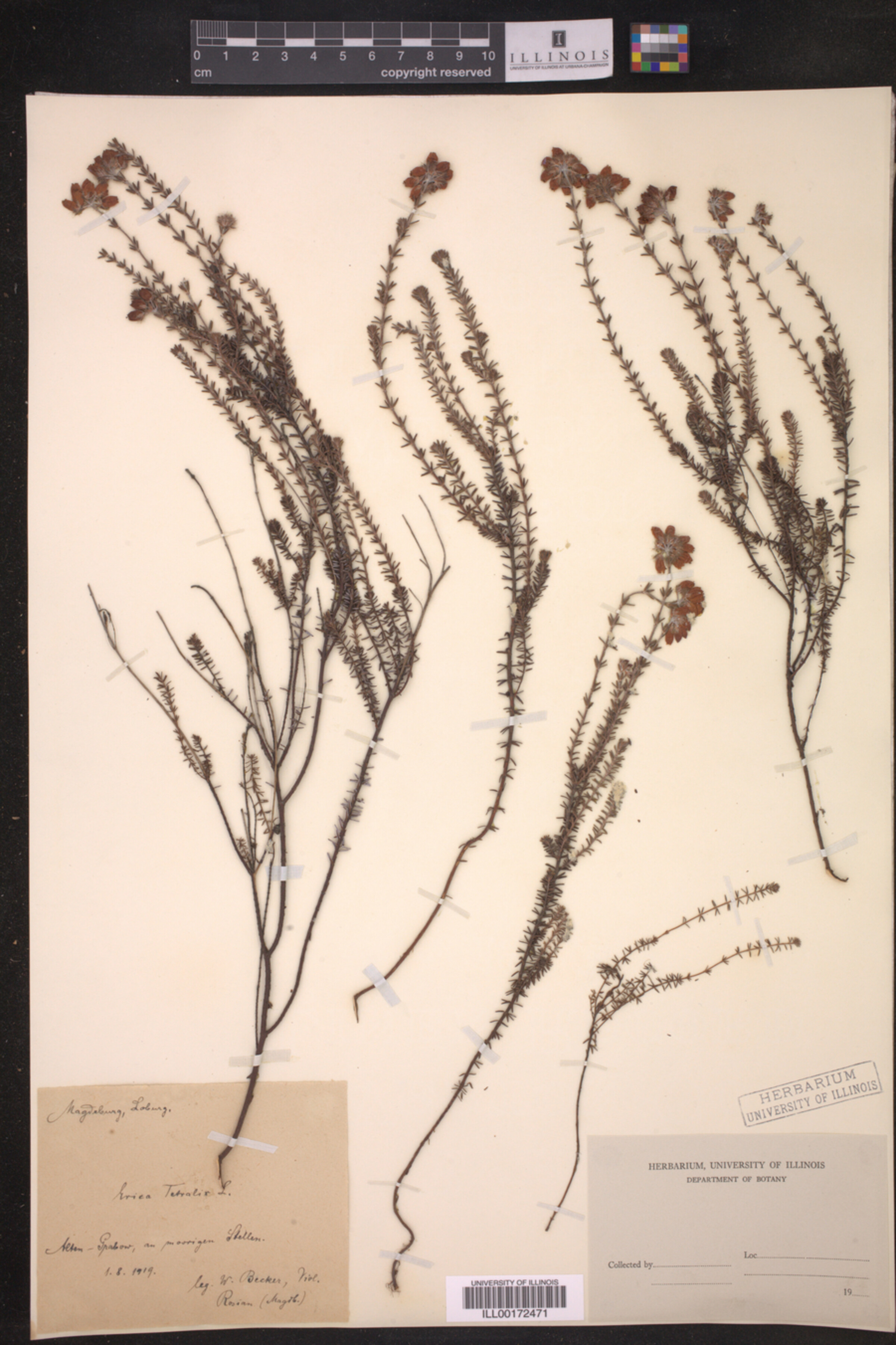 Erica tetralix image