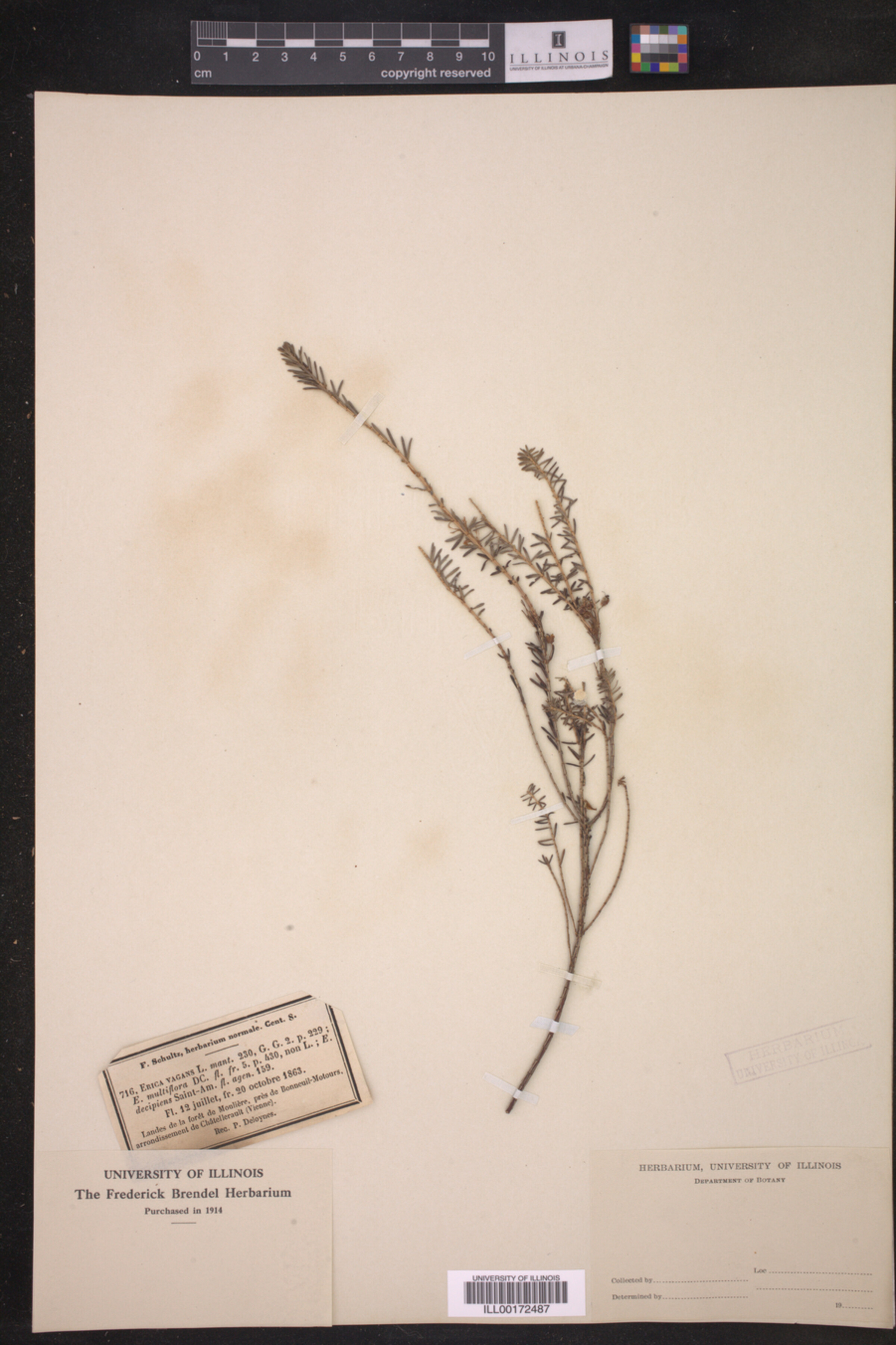 Erica vagans image