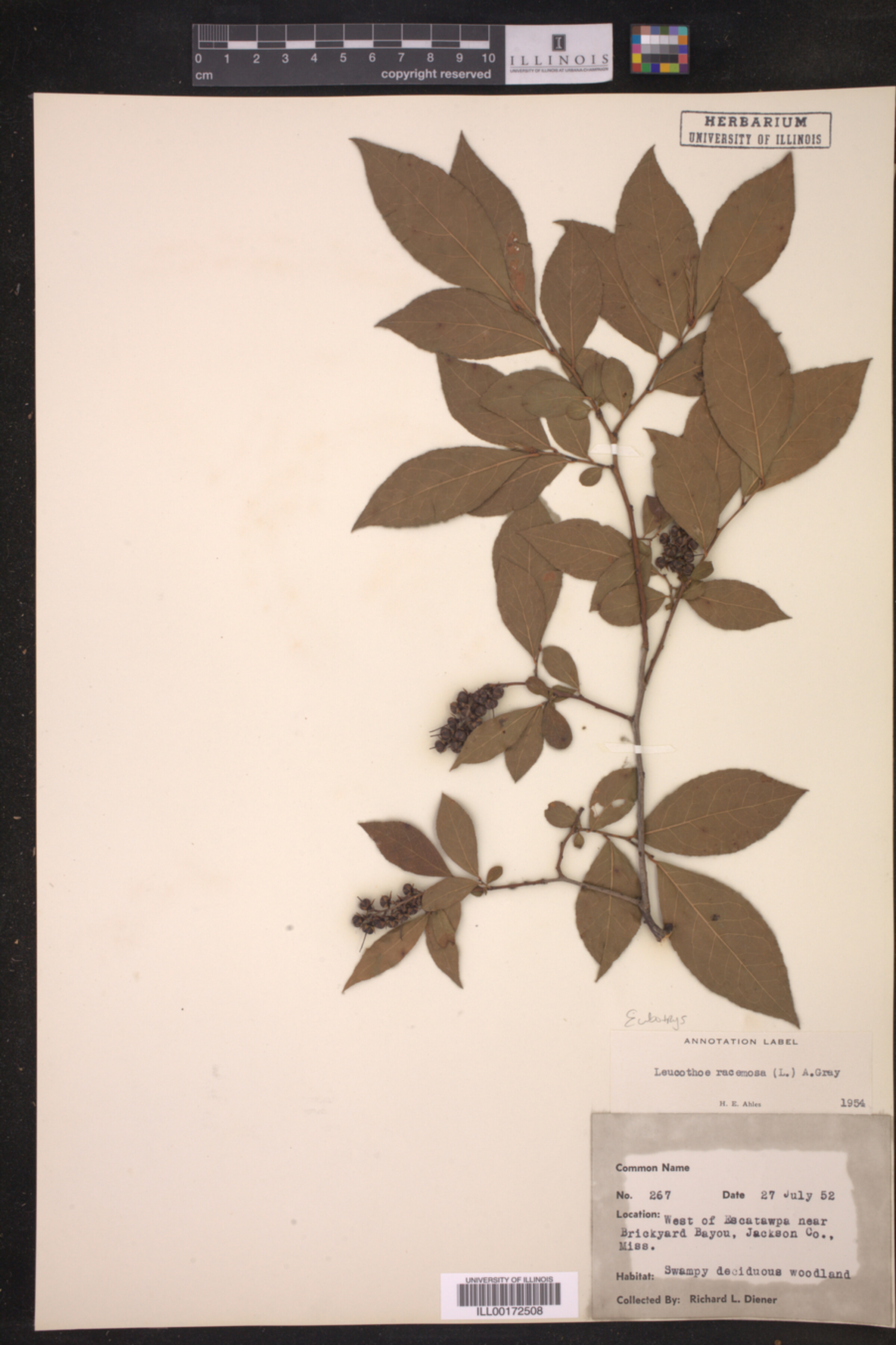 Eubotrys image