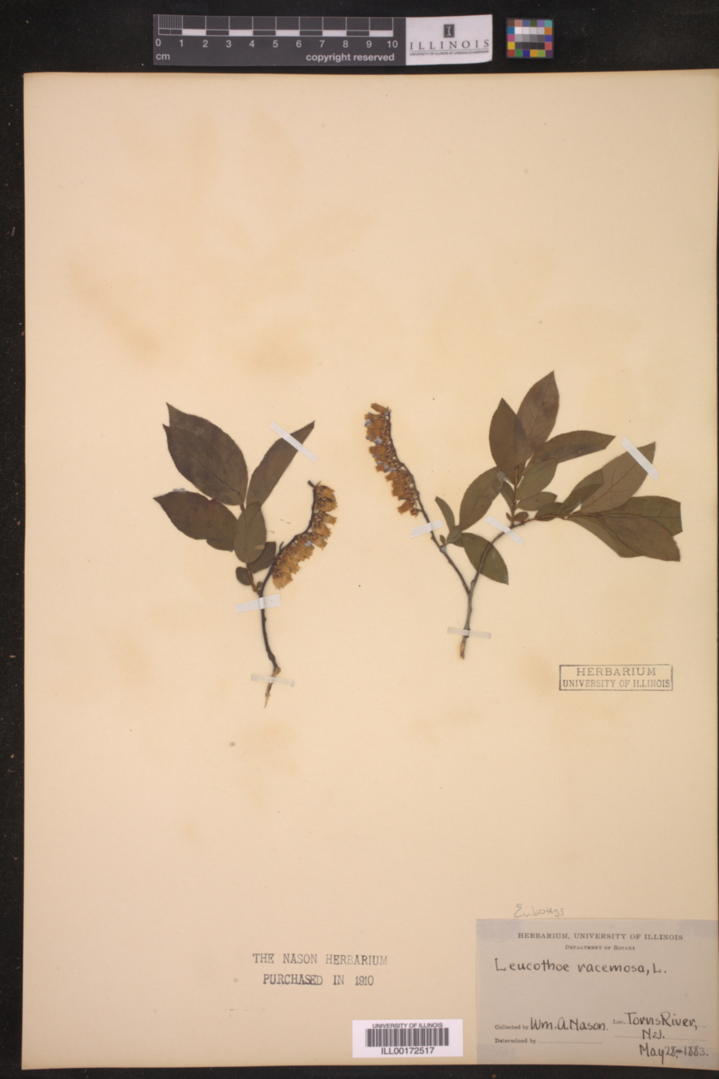 Eubotrys racemosa image