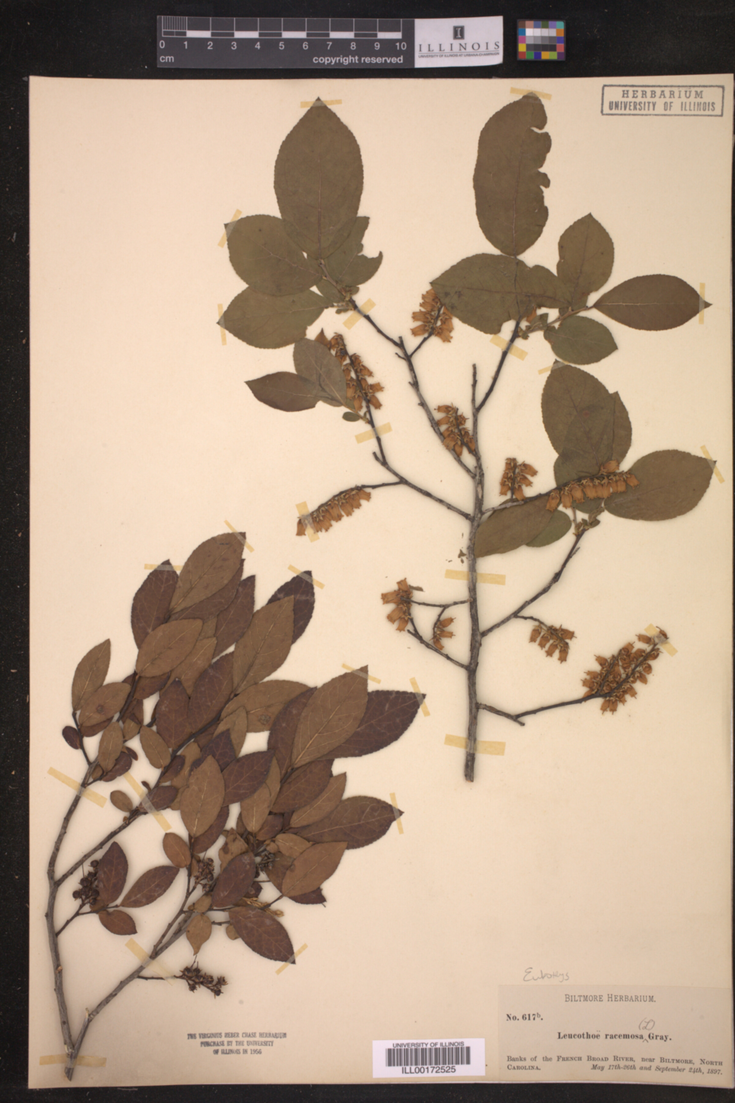 Eubotrys racemosa image