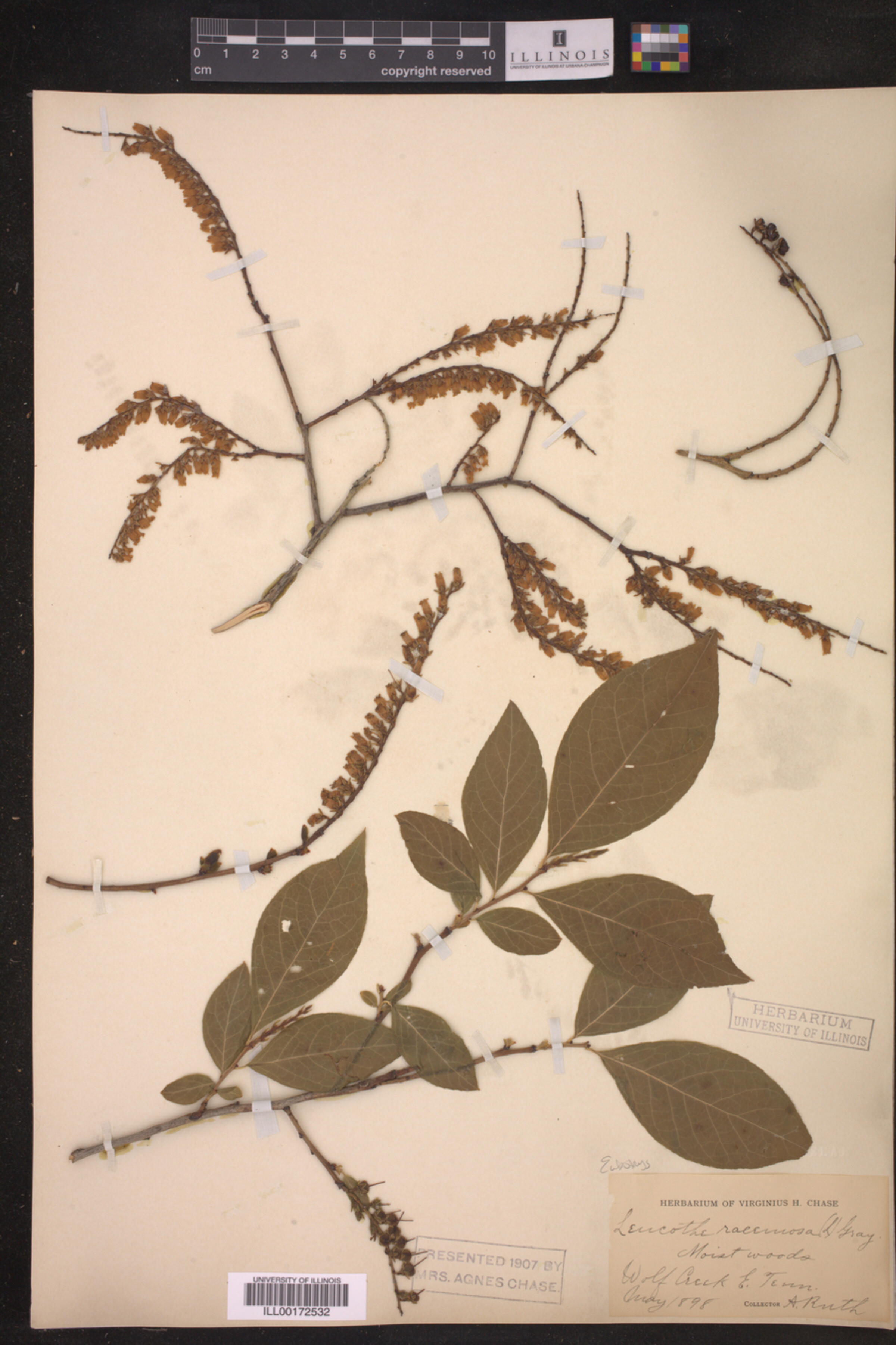 Eubotrys racemosa image